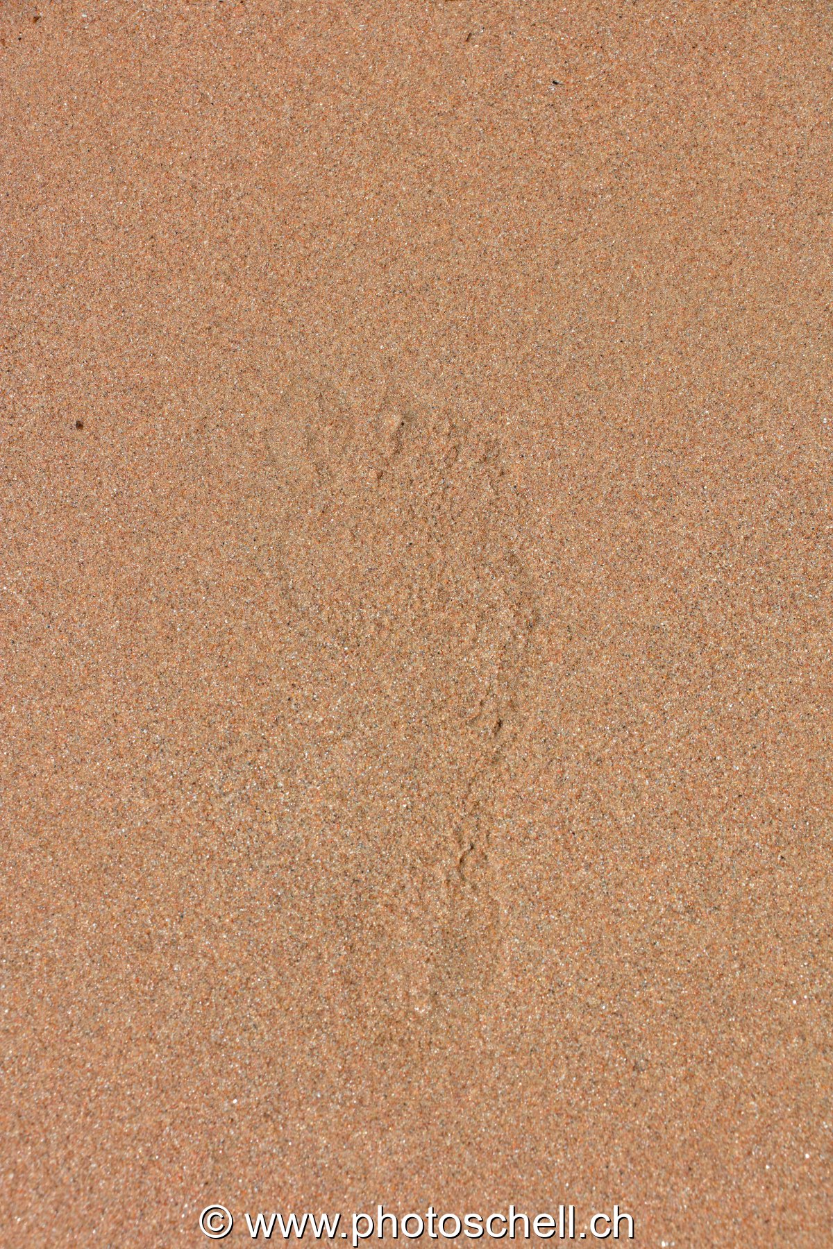 Emprunte de pas dans le sable