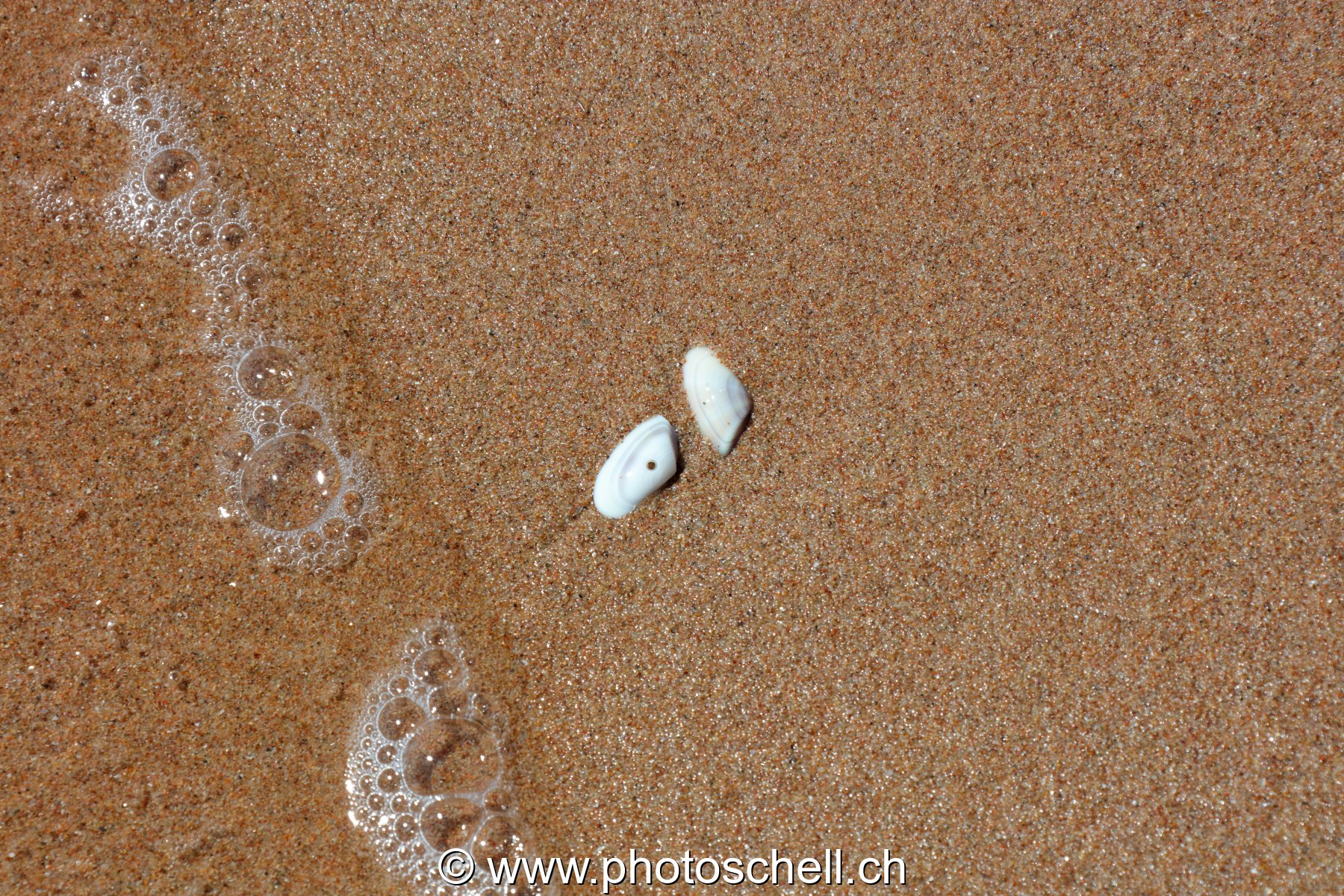 Petits coquillages et bulles d'eau
