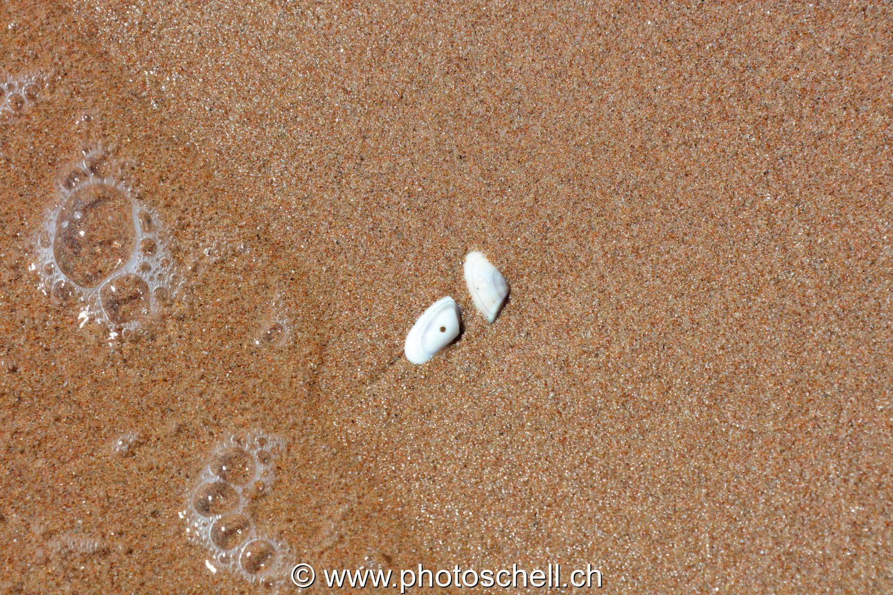 Petits coquillages et bulles d'eau