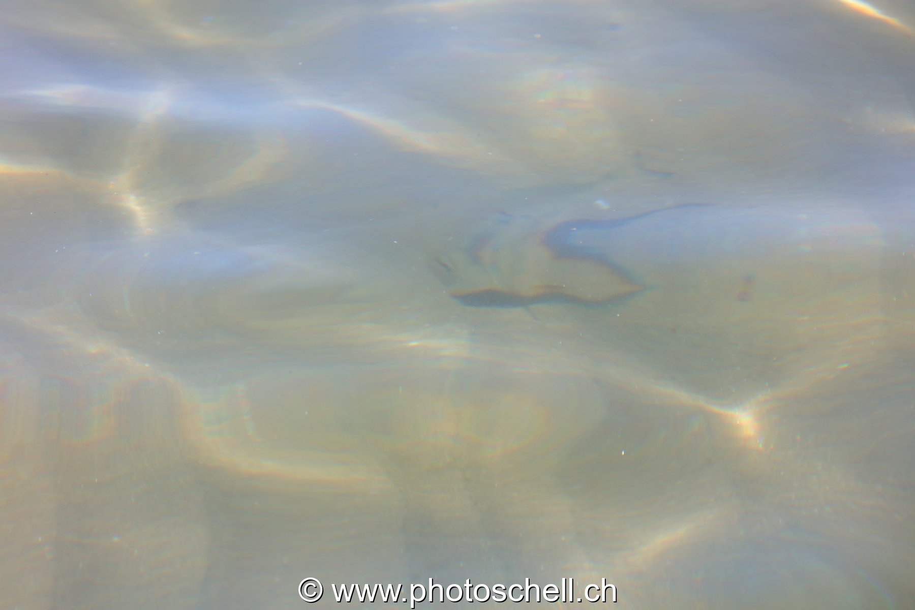 Poisson au bord du rivage