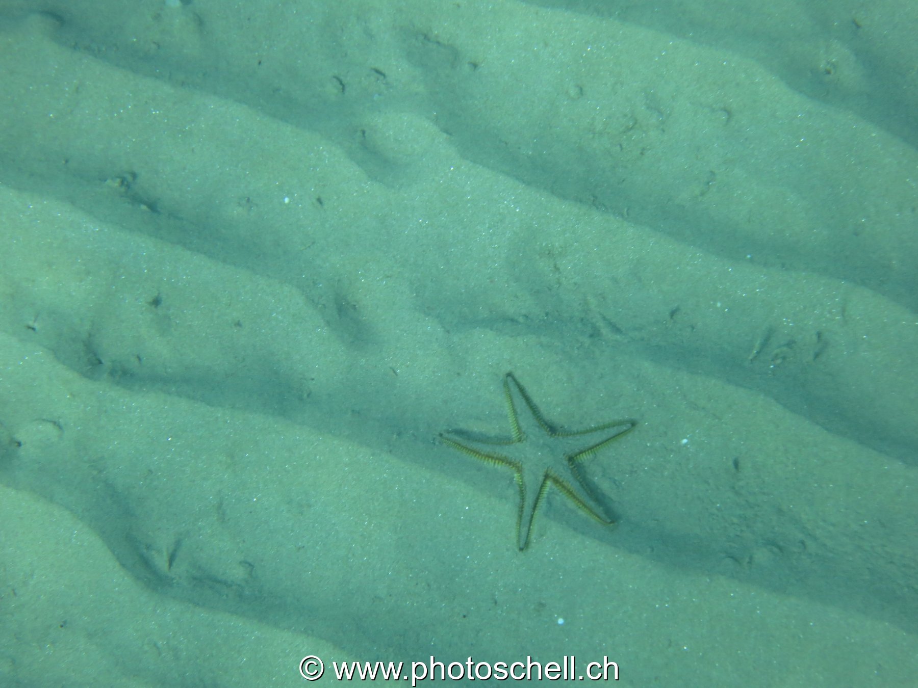 Etoile de mer