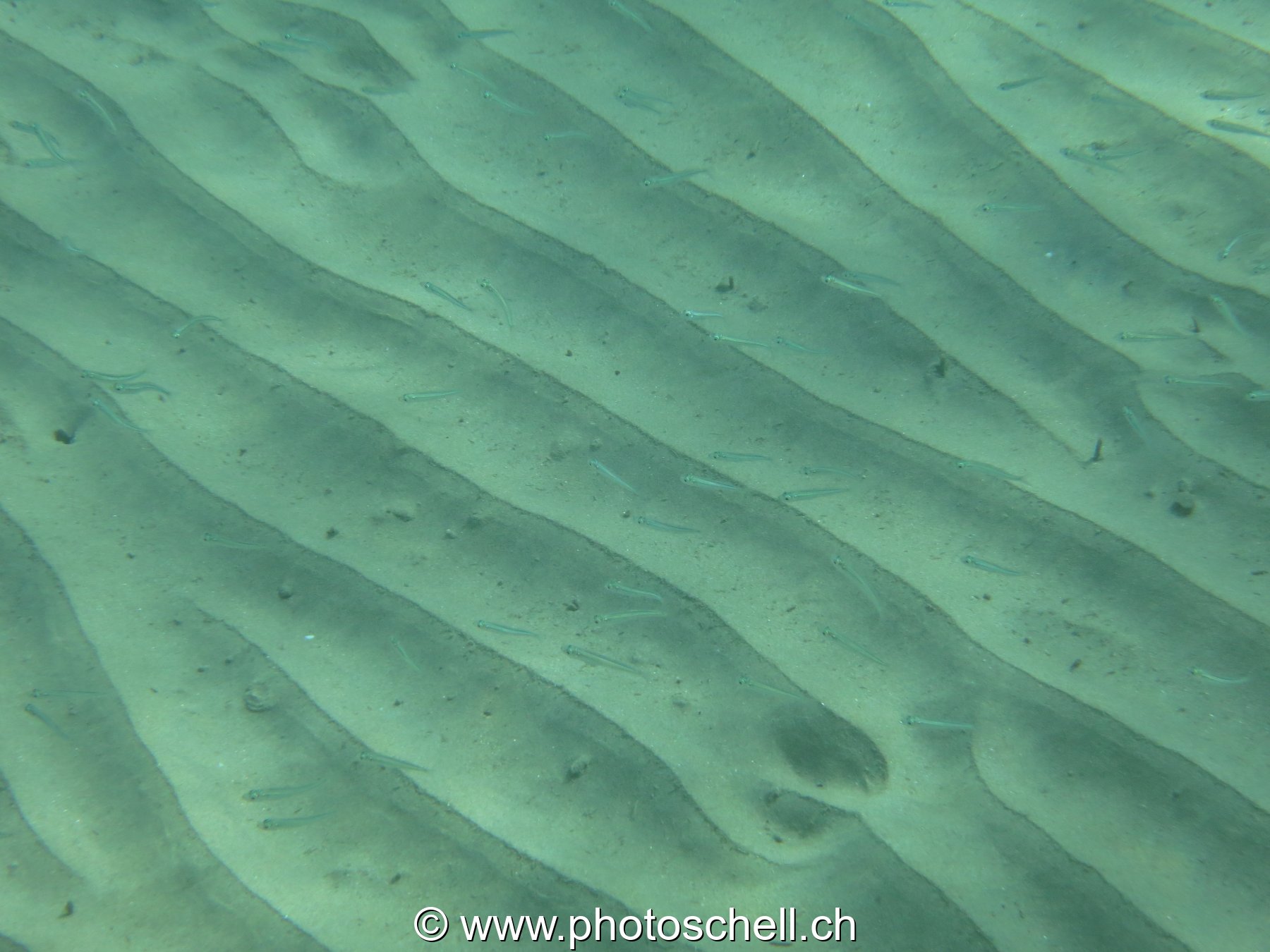 Poissons