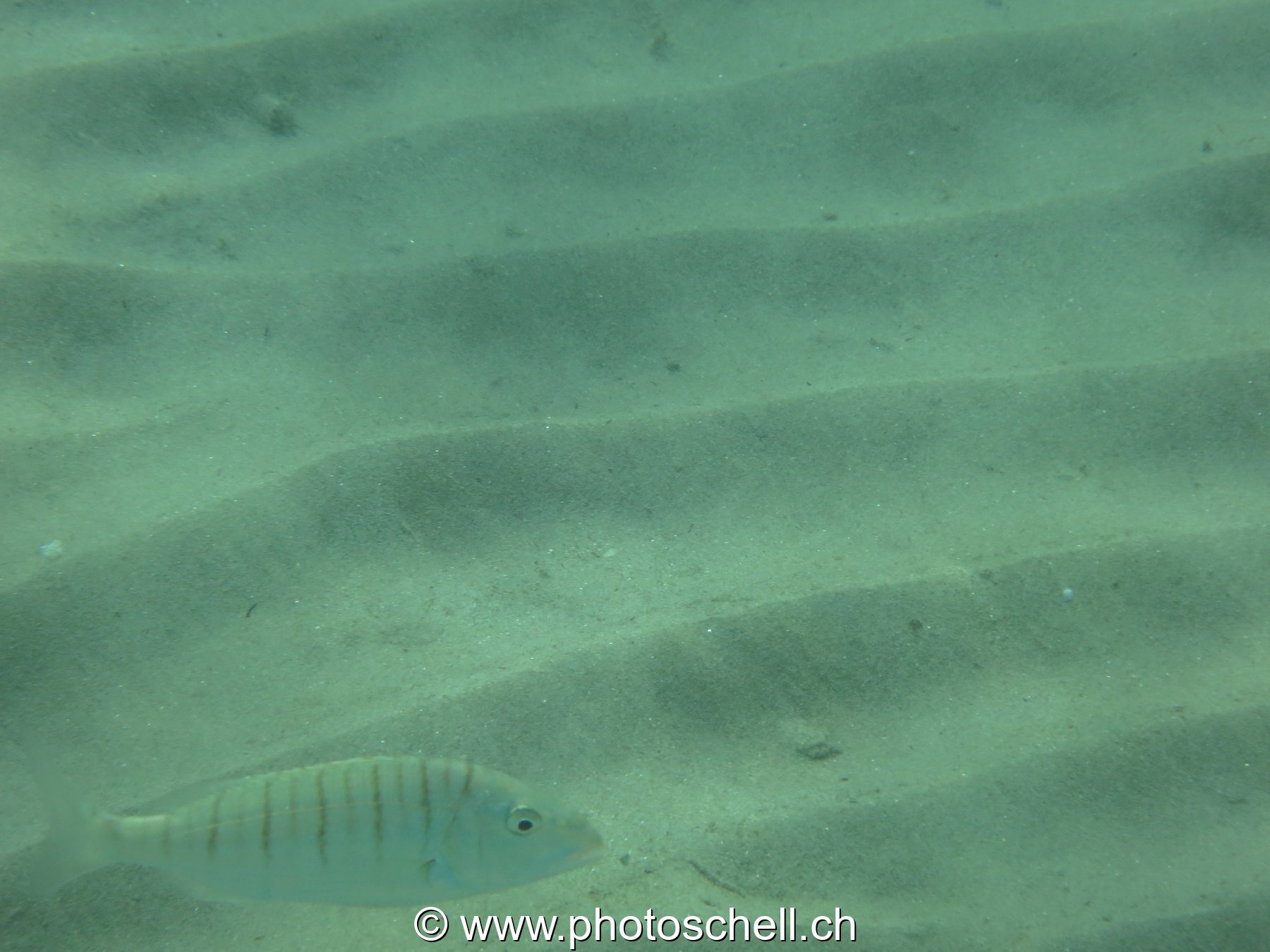 Poisson