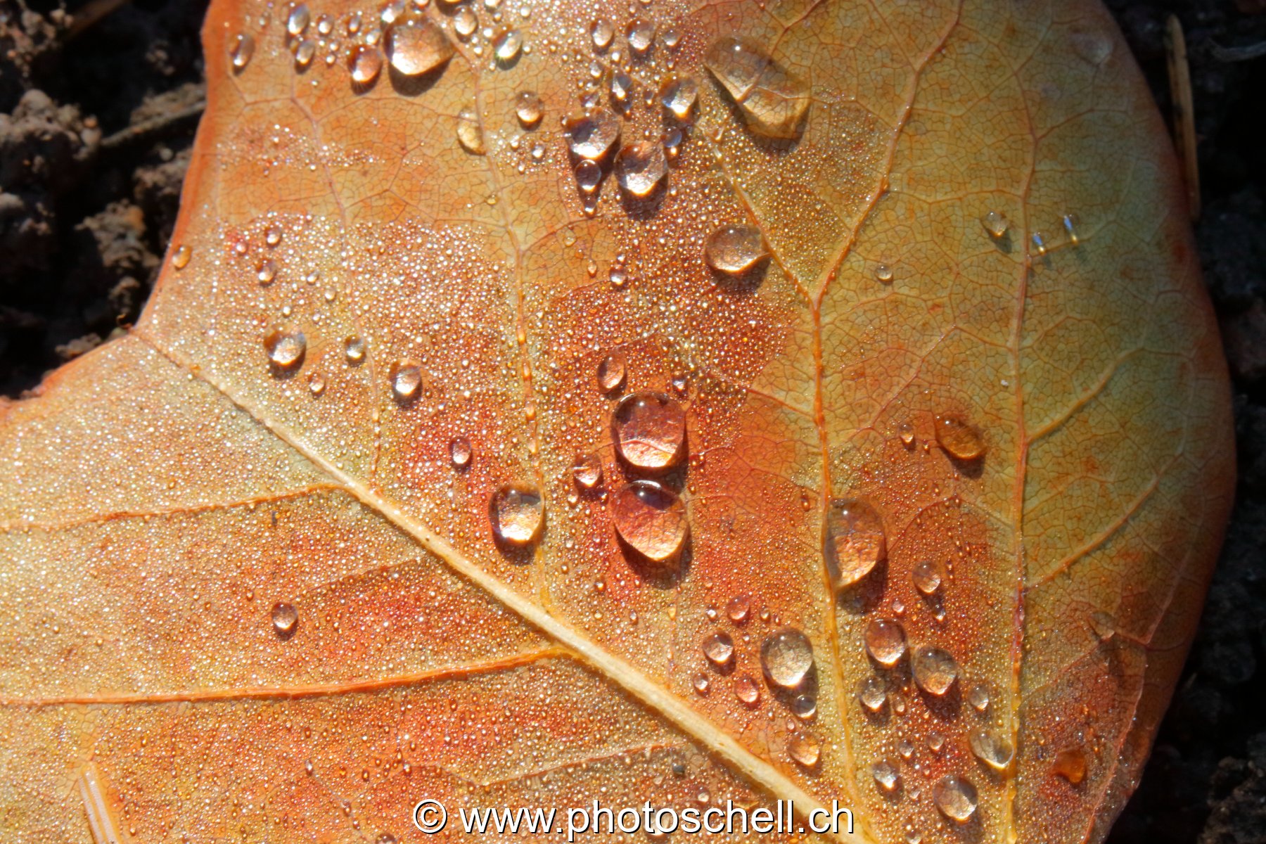 Gouttes d'eau sur une feuille