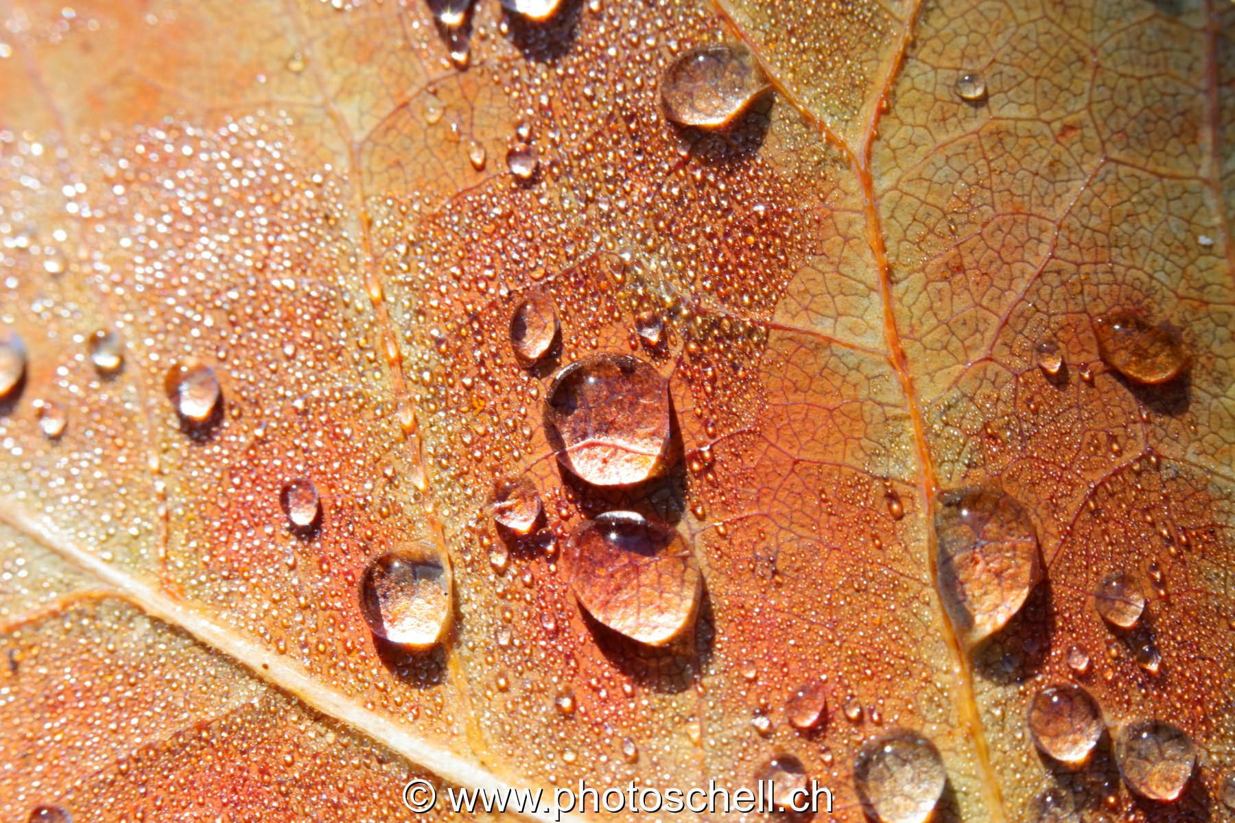 Gouttes d'eau sur une feuille
