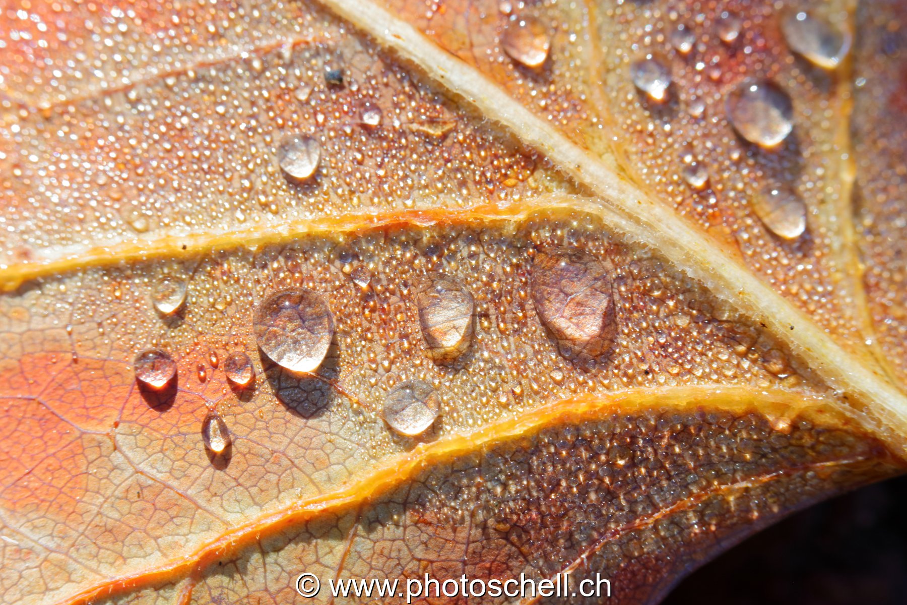 Gouttes d'eau sur une feuille