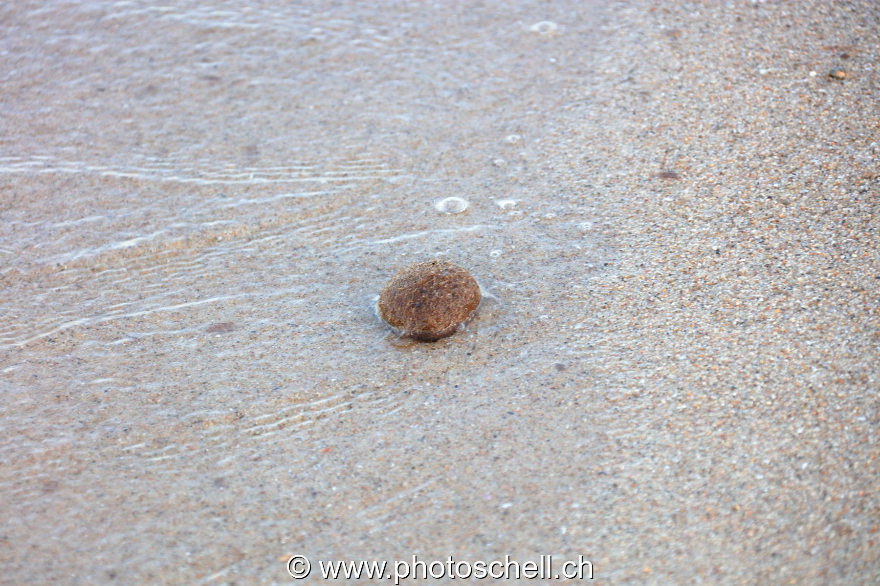 Petite coque sur la plage