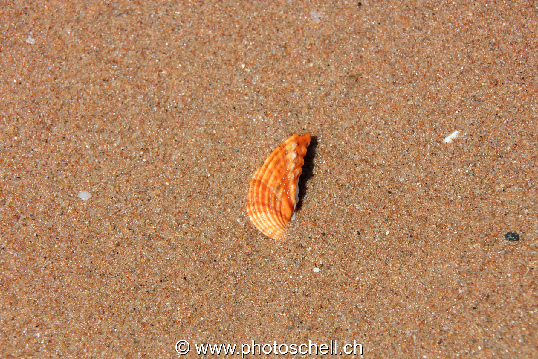 Bout de coquillage
