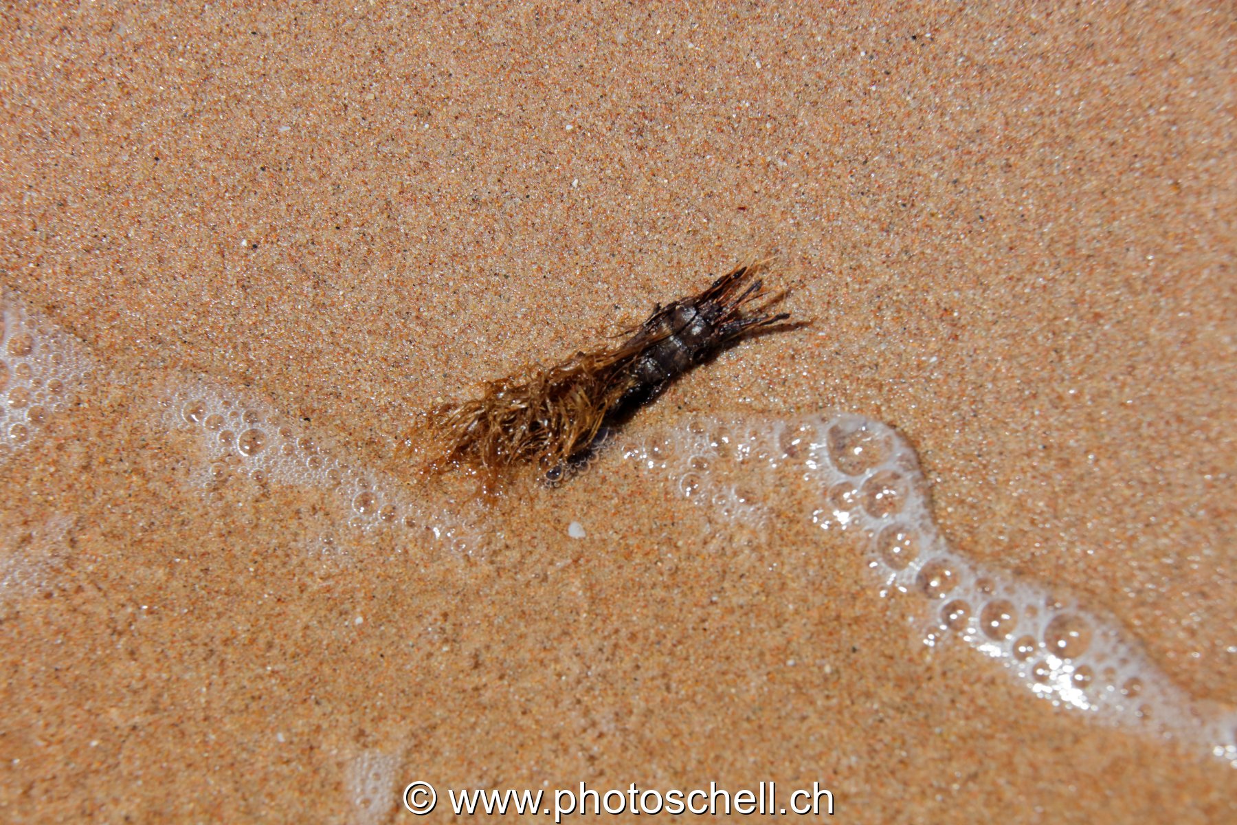 Petit bout de paler sur la plage
