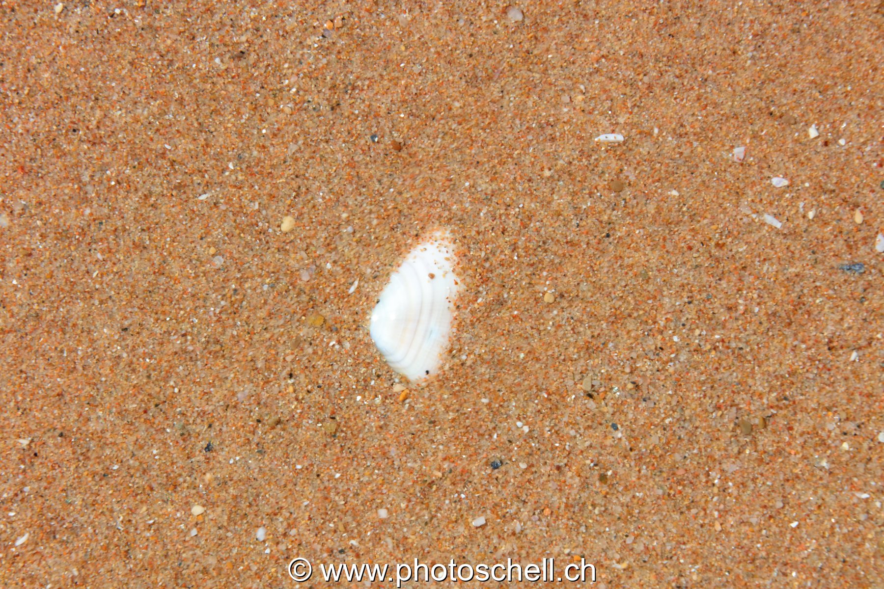 Coquillage ensevelli