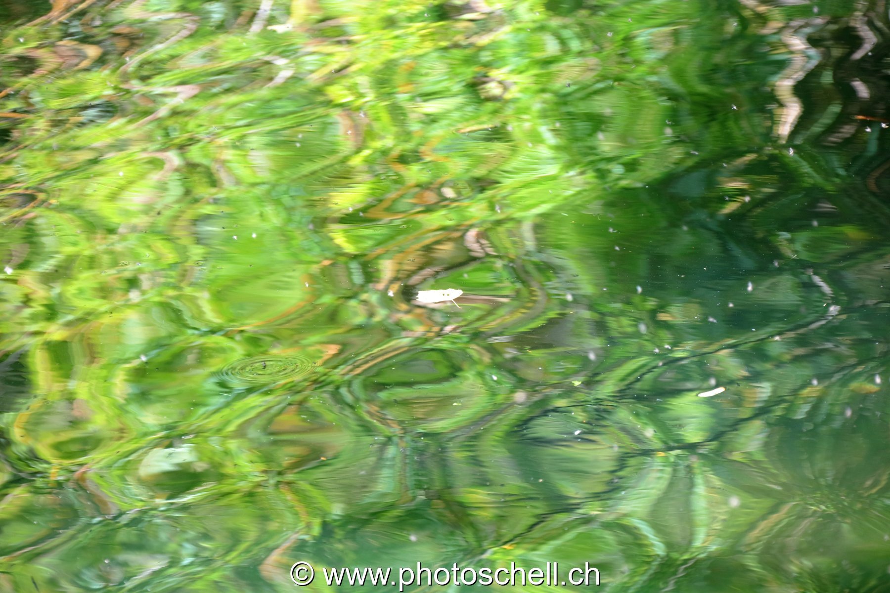 Reflets géométriques dans l'eau