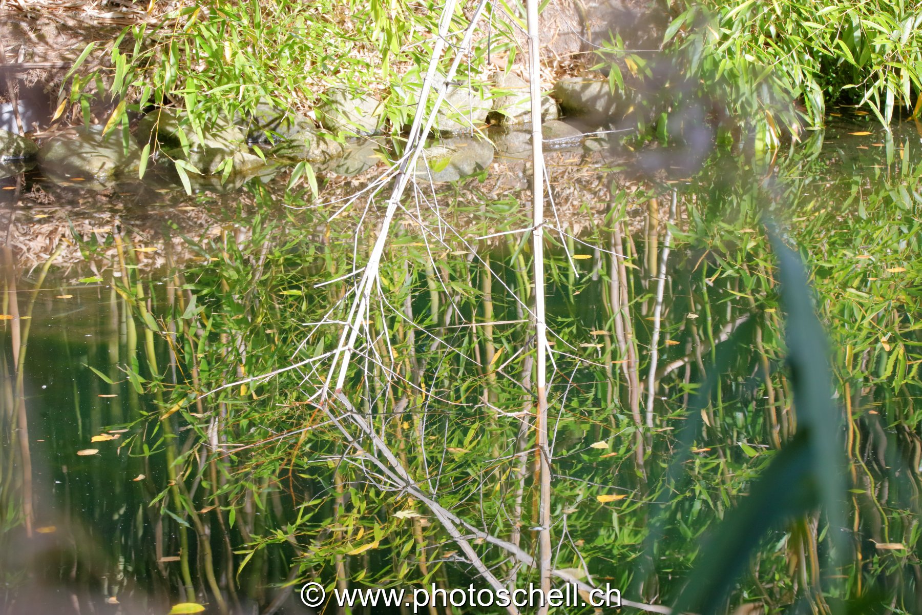 Reflets de plantes dans l'eau