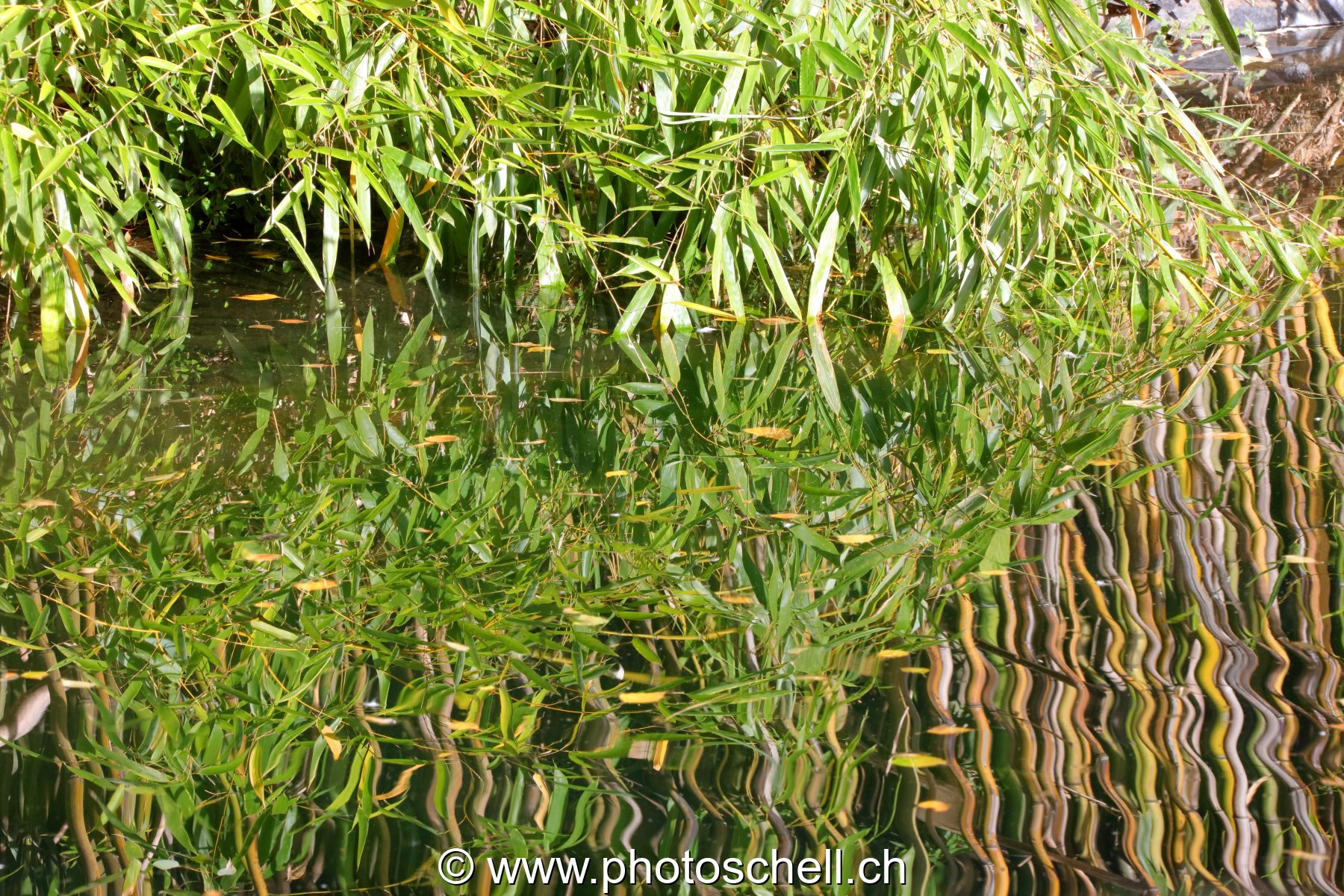 Reflets de plantes dans l'eau