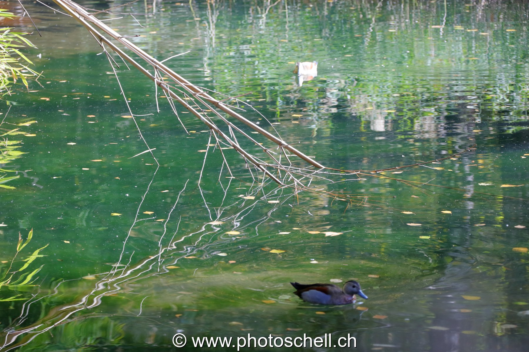 Reflets dans l'eau
