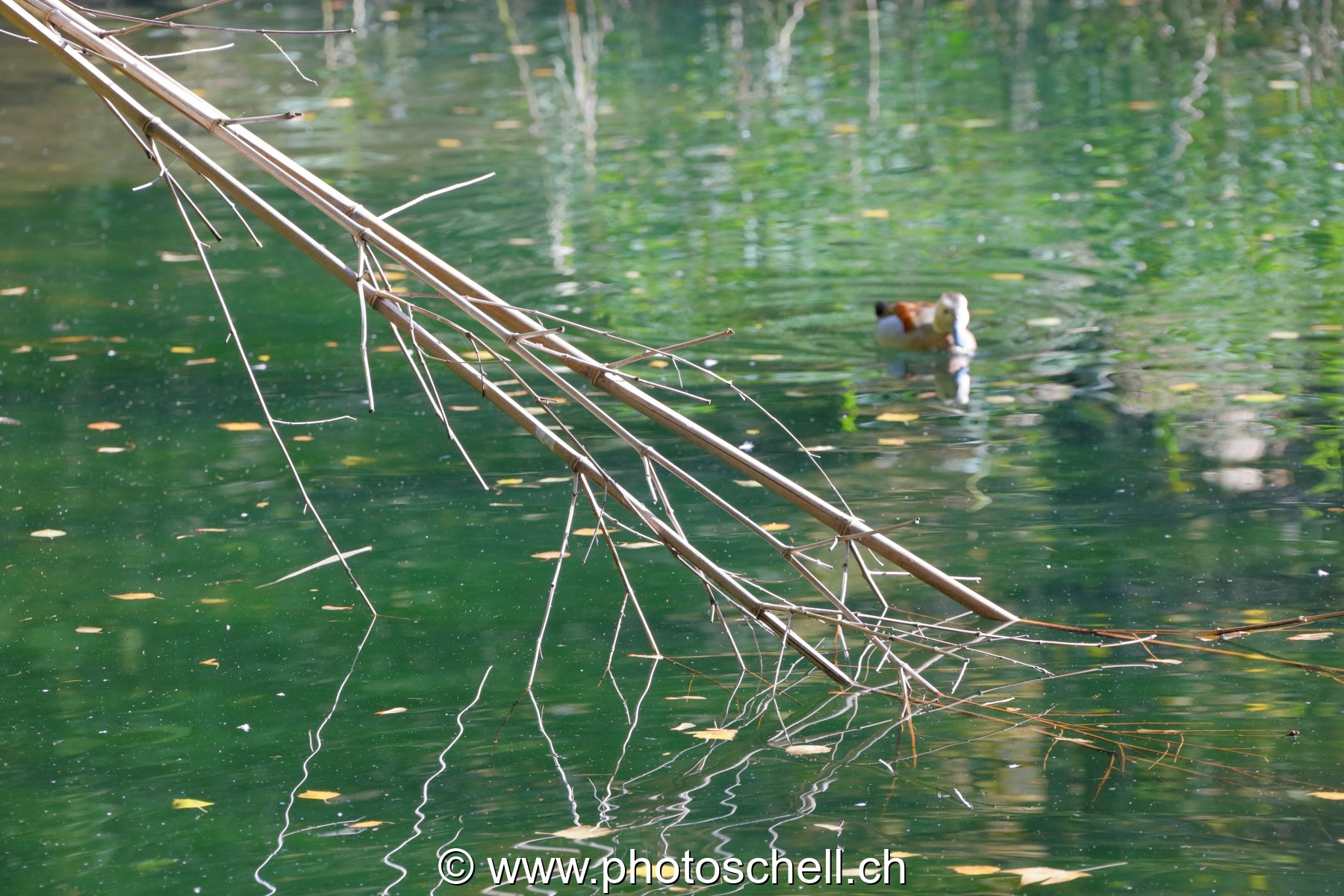 Reflets dans l'eau