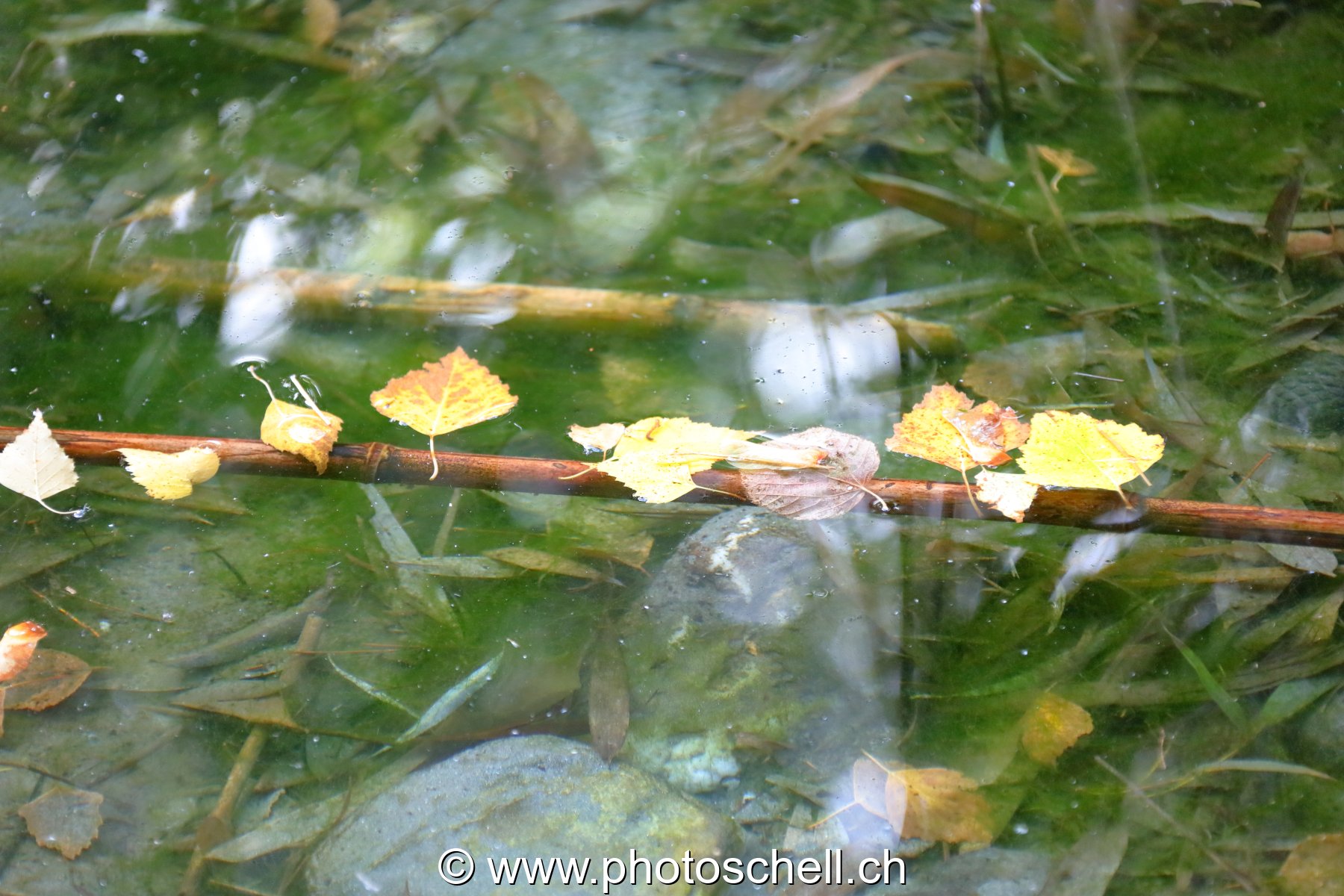 Feuilles d'automne sur l'eau