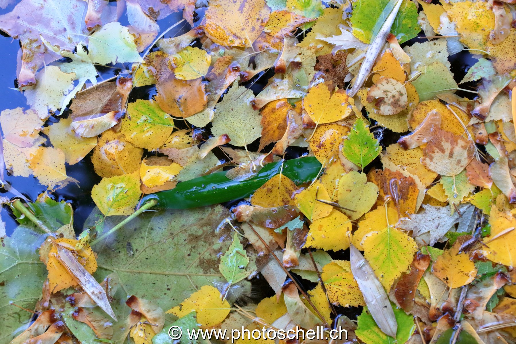 Feuilles d'automne sur l'eau