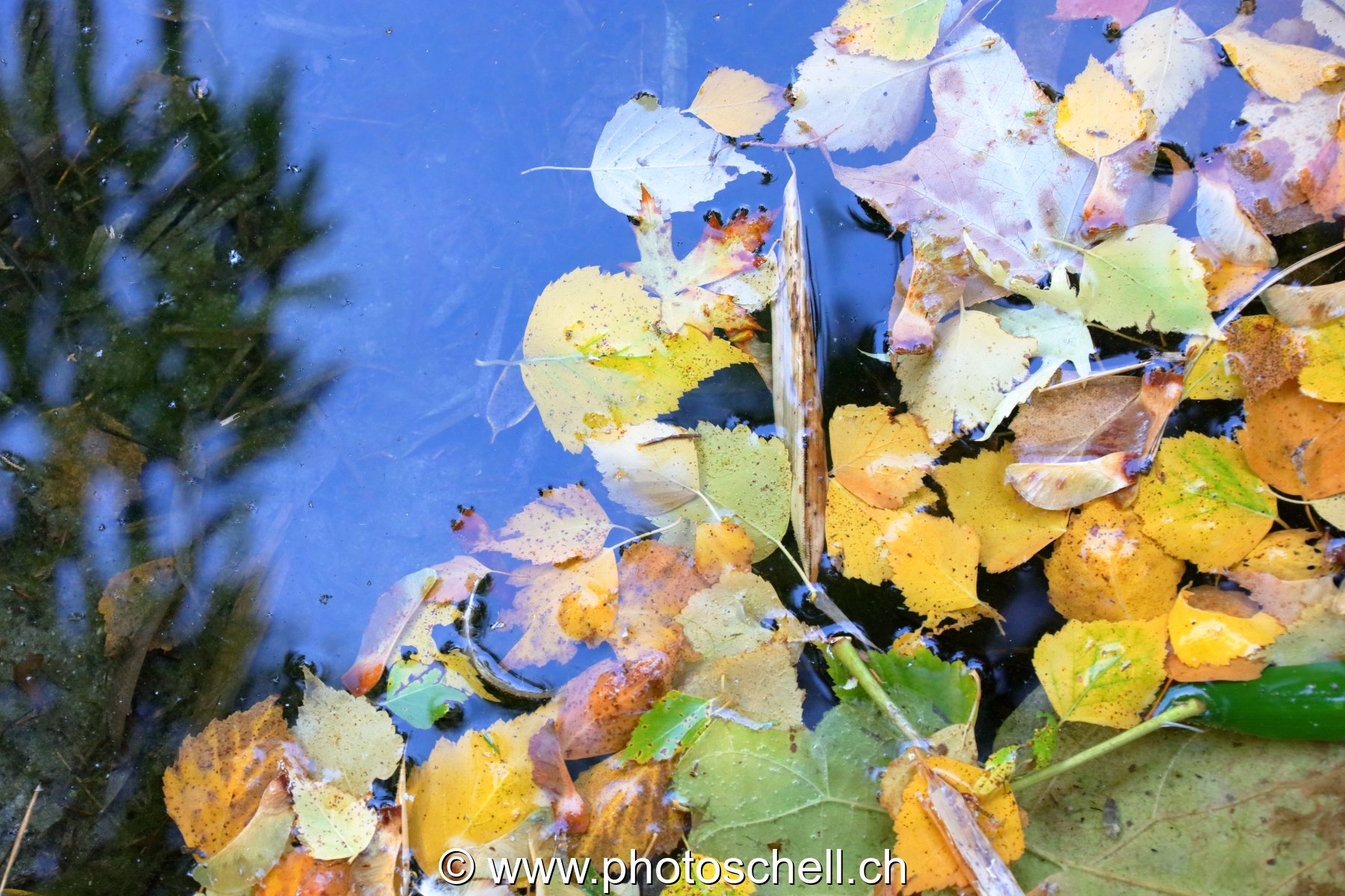 Feuilles d'automne sur l'eau
