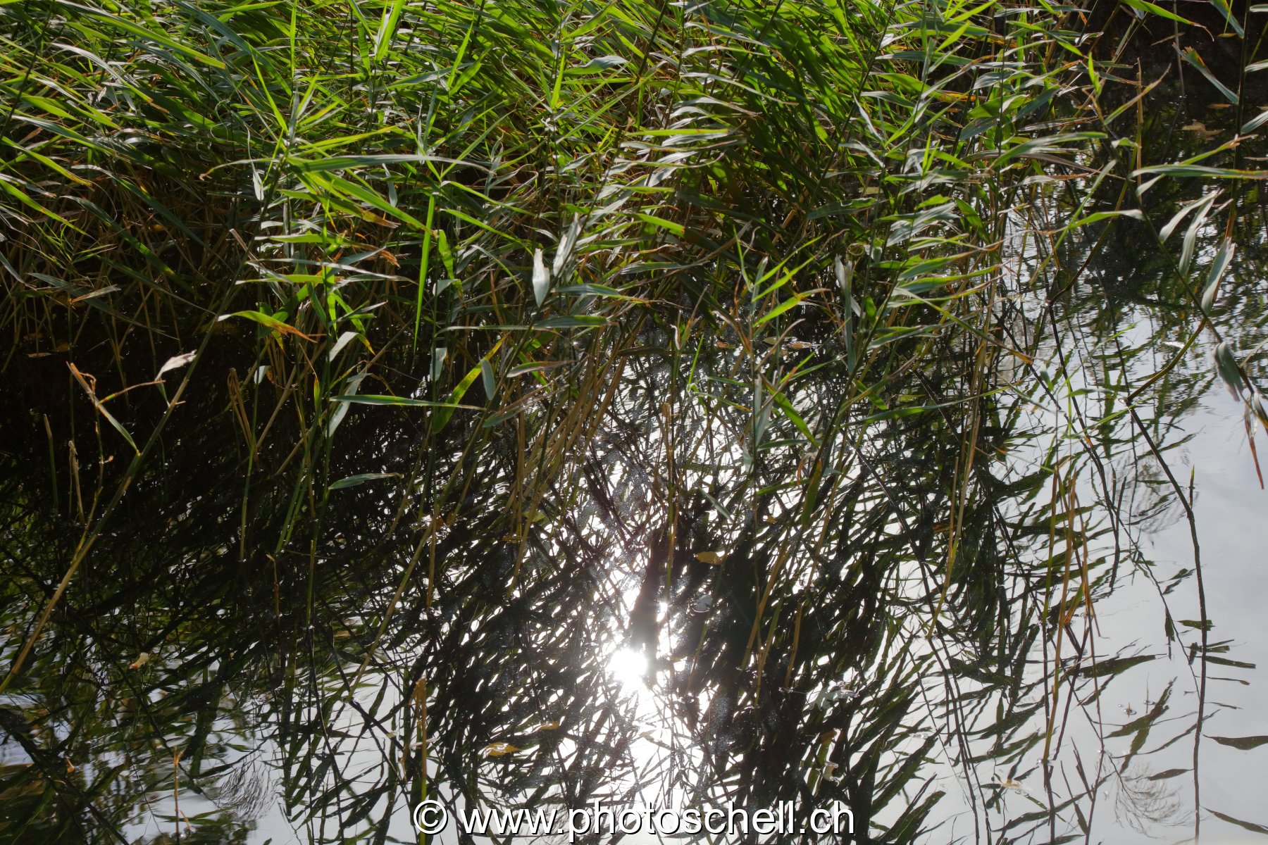 Reflets dans l'eau