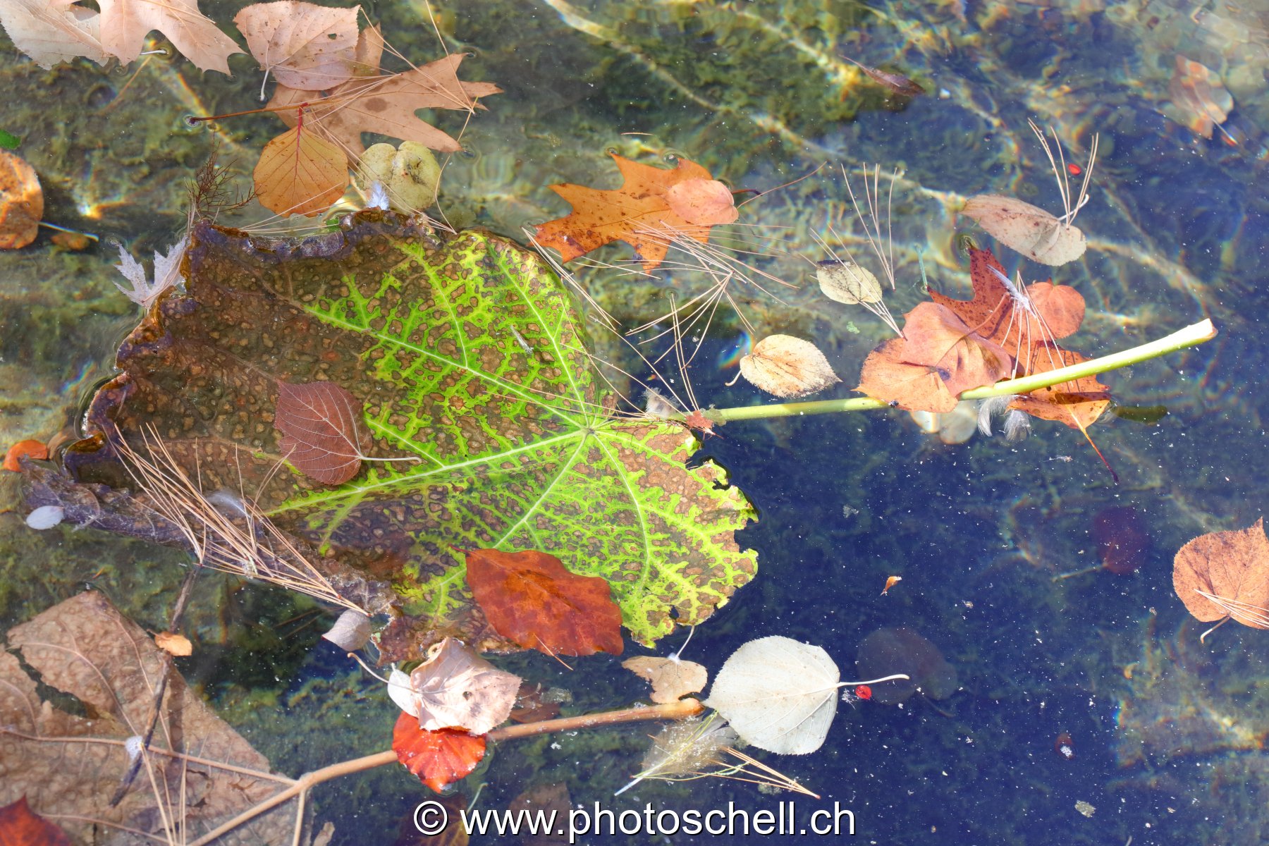 Feuilles d'automne sur l'eau