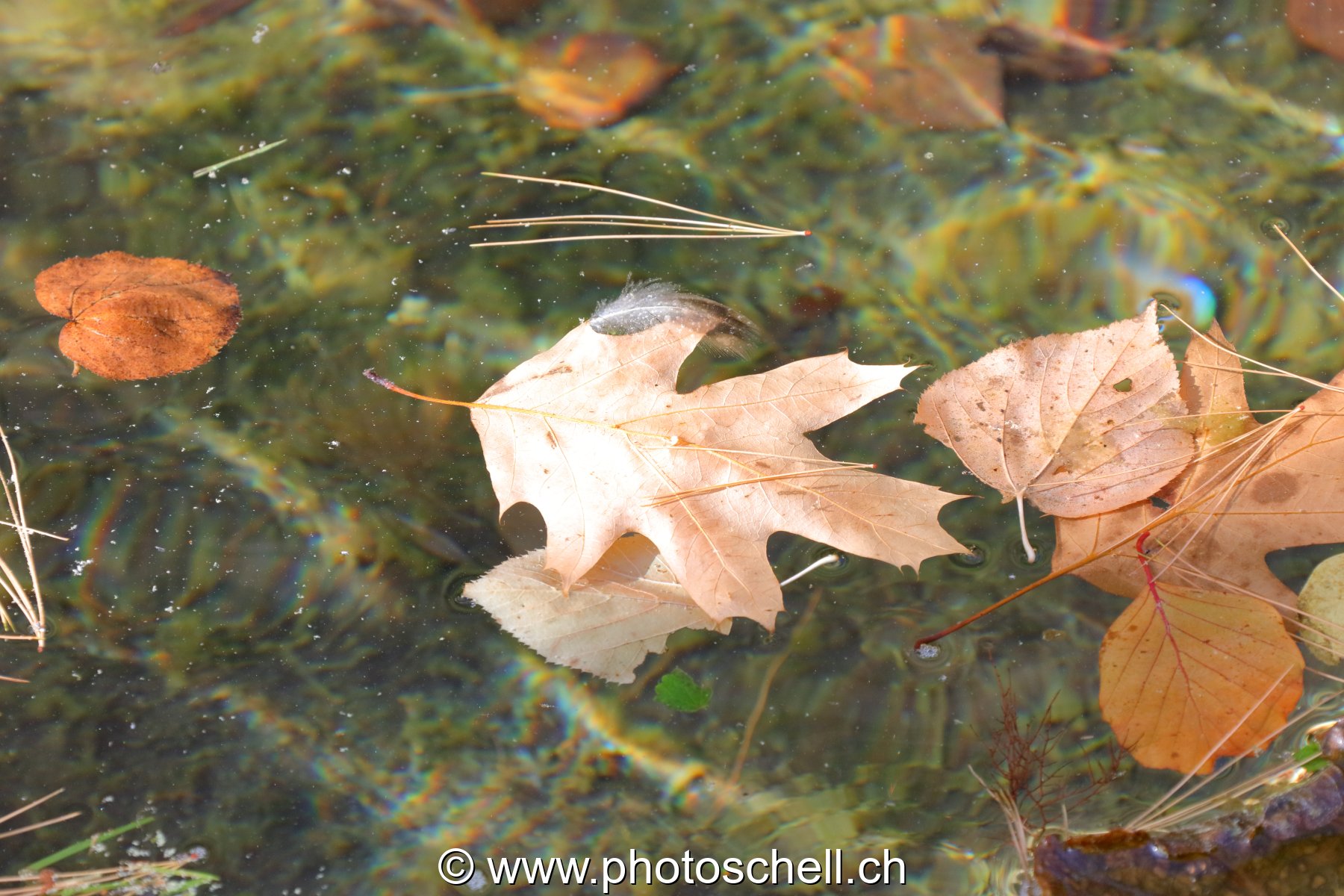 Feuilles d'automne sur l'eau