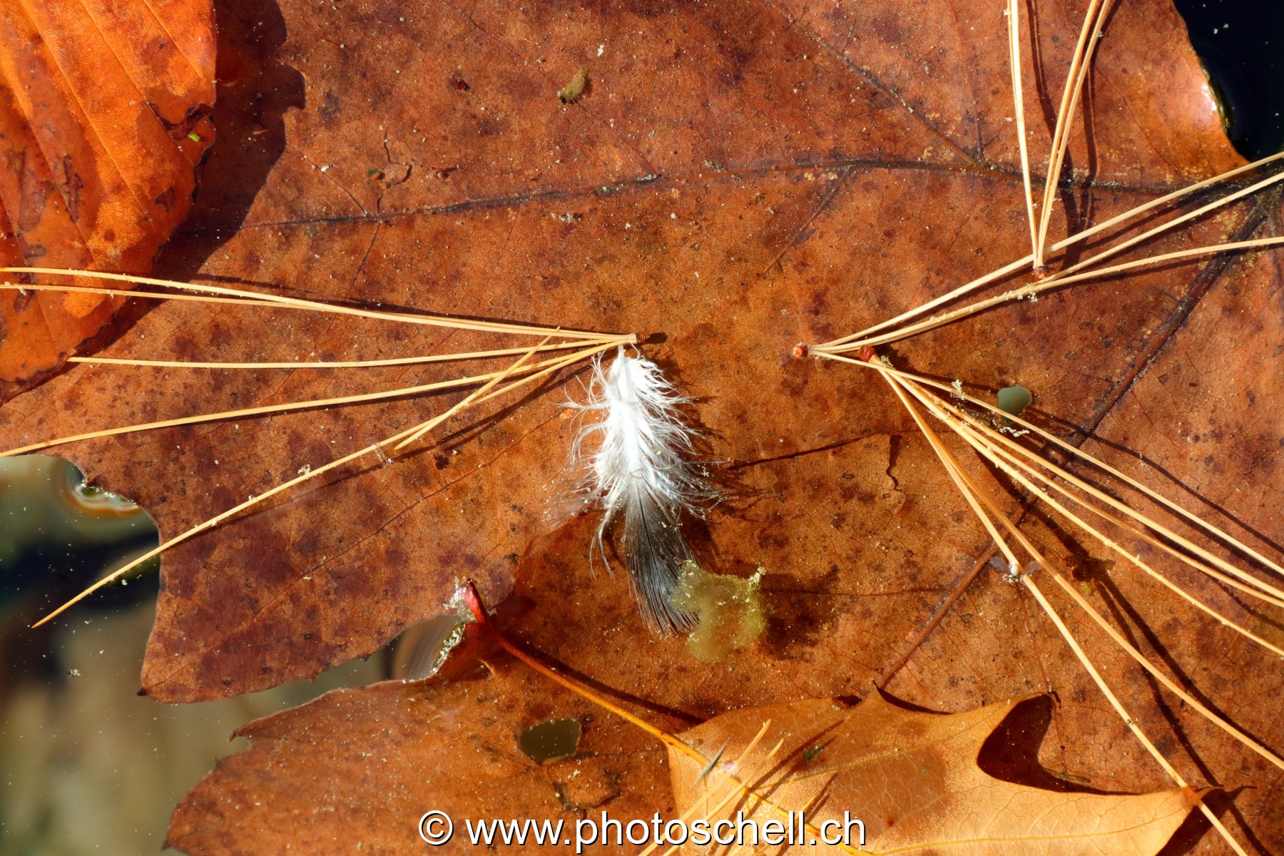 Plume sur l'eau avec des épines de pins