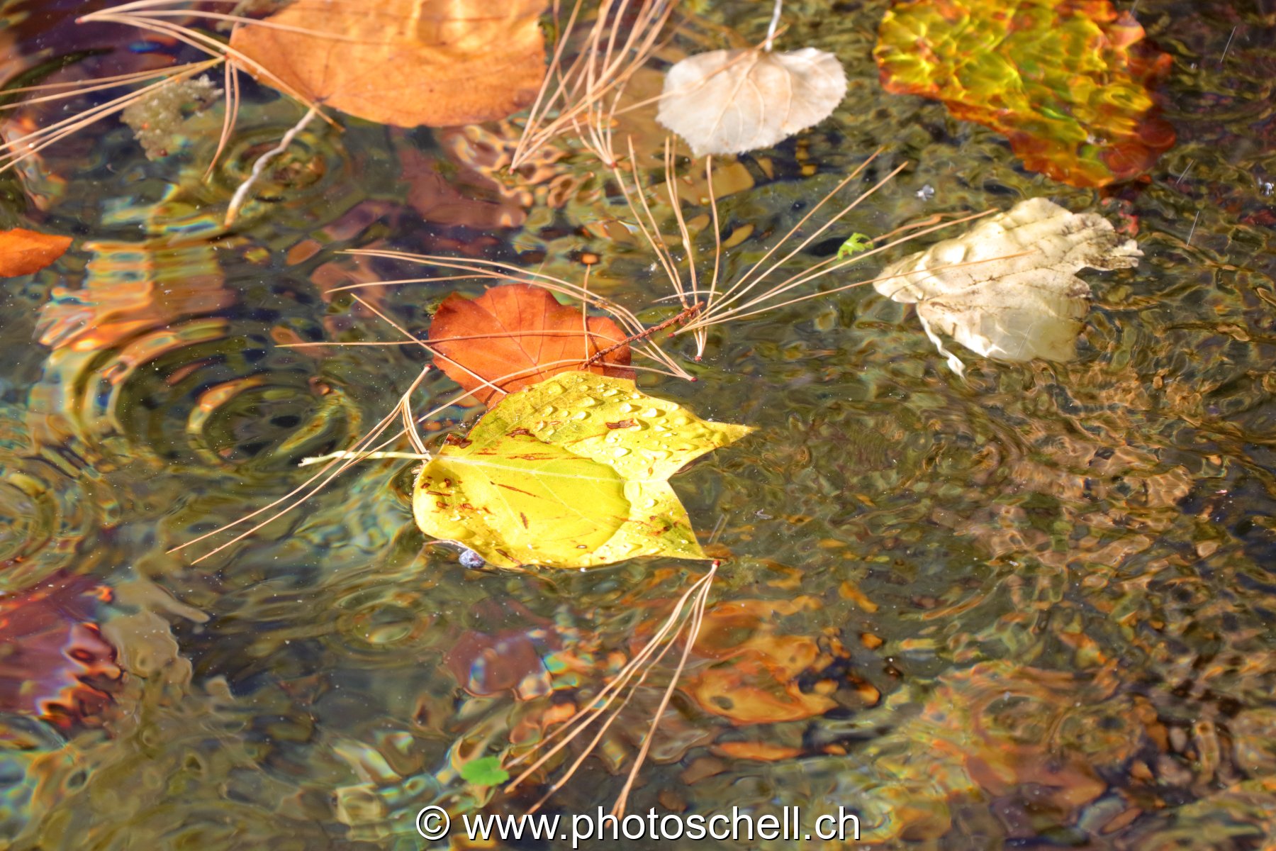 Feuilles d'automne sur l'eau