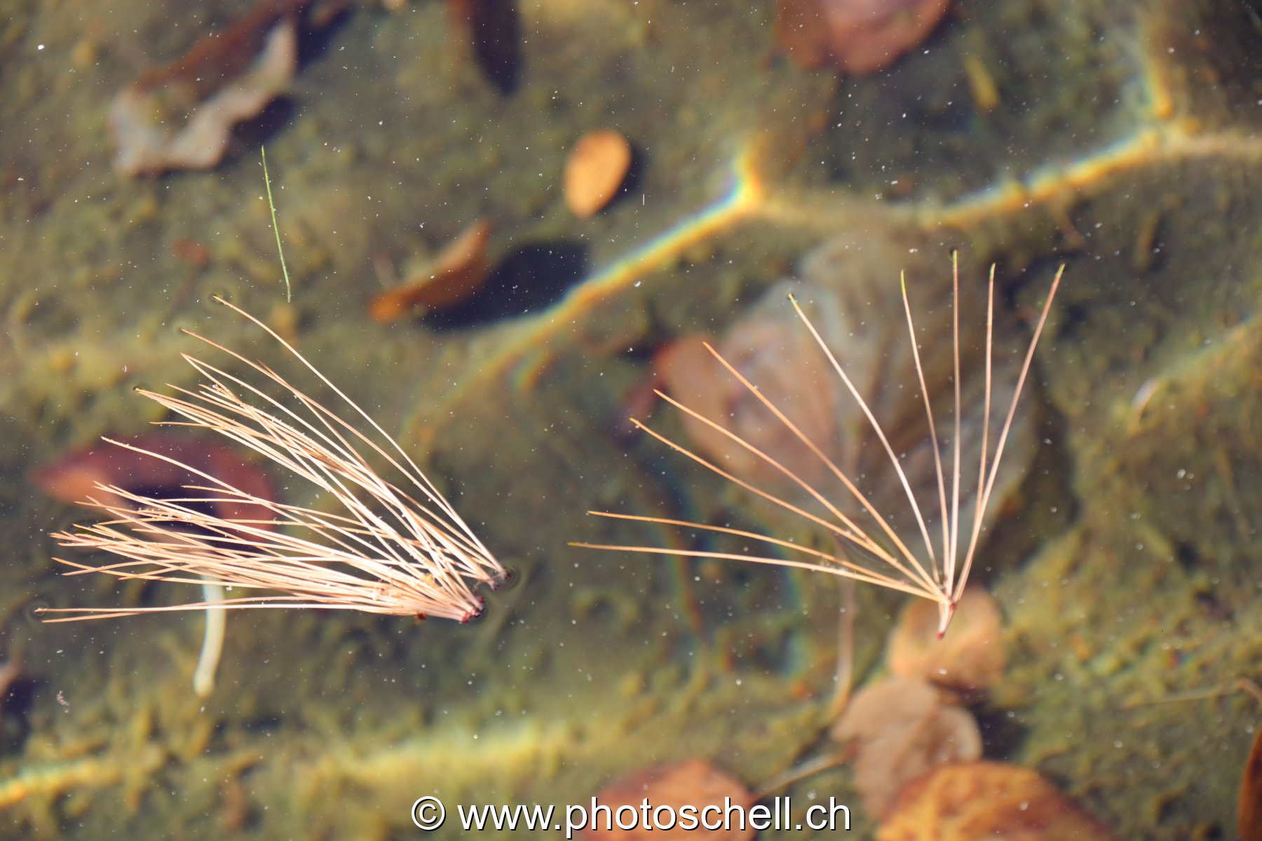 Epines de pin sur l'eau