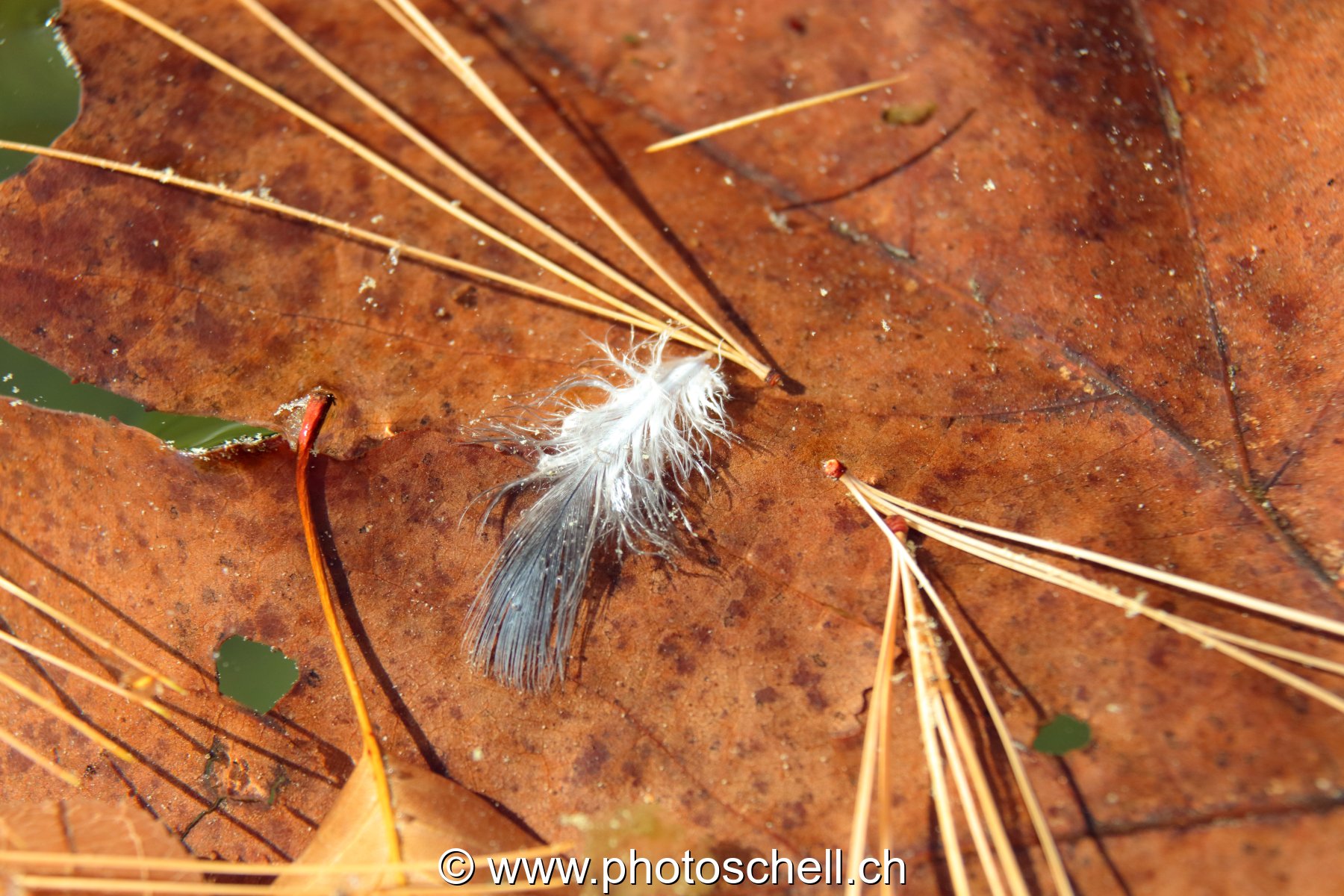 Plume sur l'eau avec des épines de pins