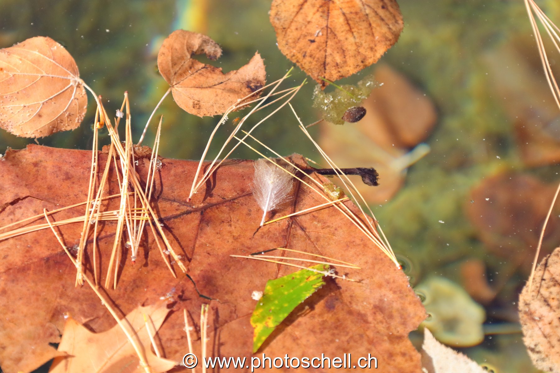 Epines de pin sur l'eau