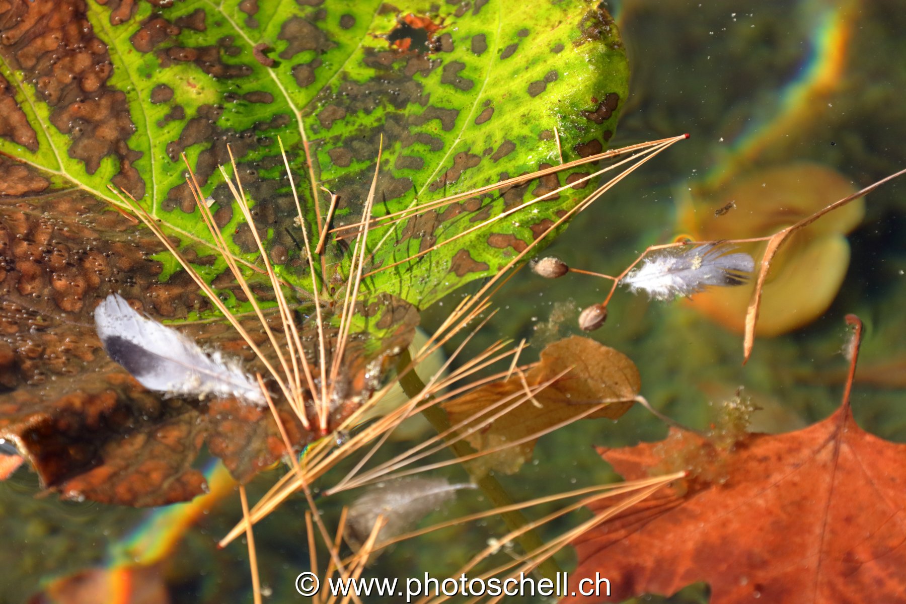 Feuilles d'automne sur l'eau