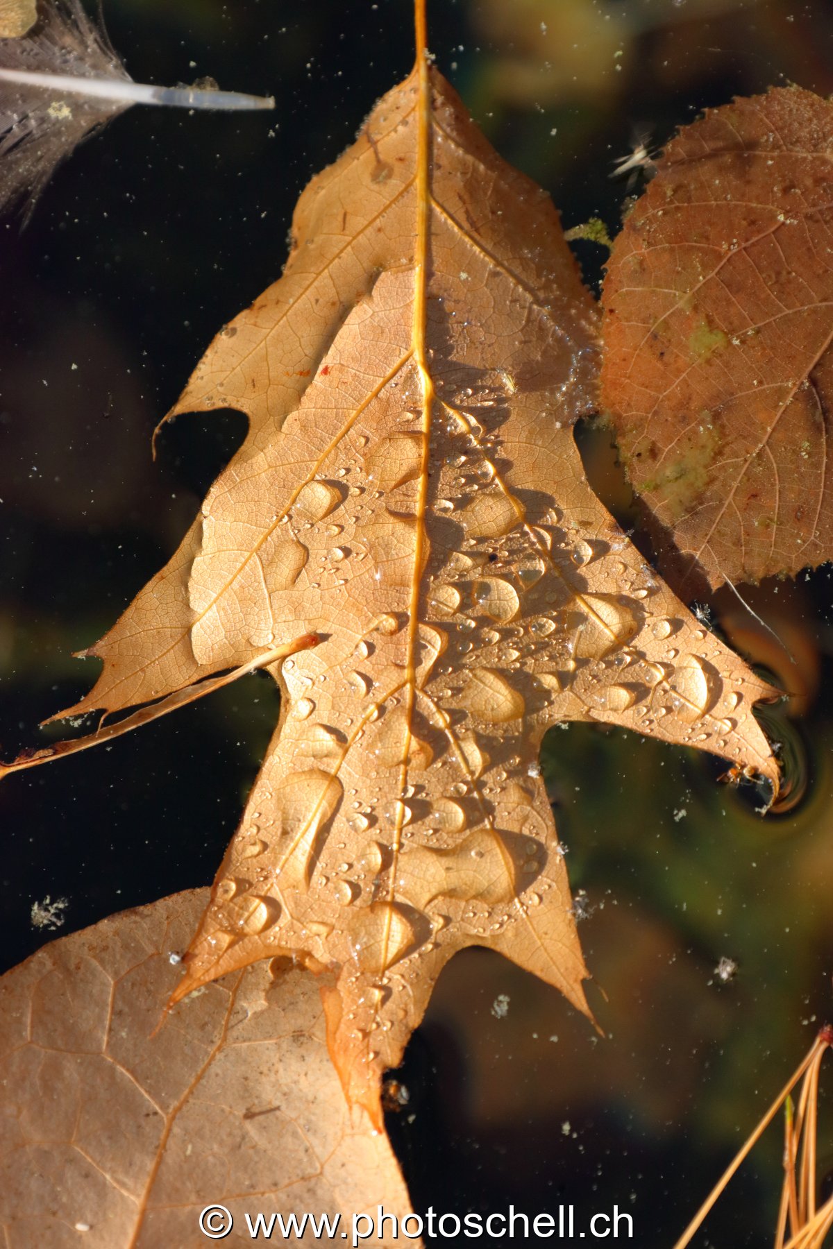 Feuilles d'automne sur l'eau