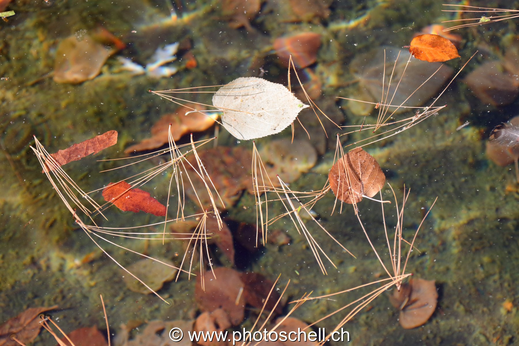 Epines de pin sur l'eau