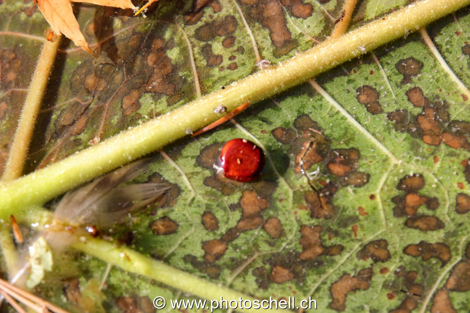 Nervures d'une feuille (macro)