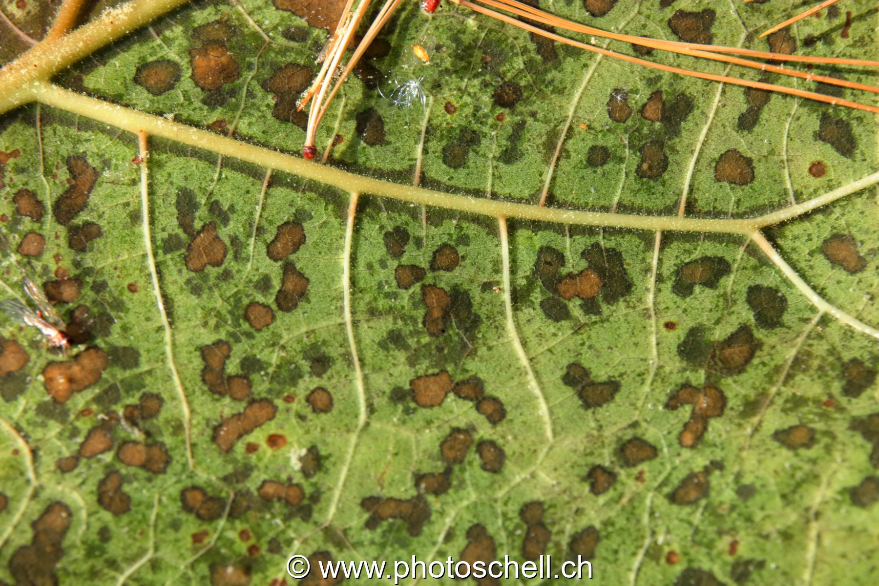 Nervures d'une feuille (macro)