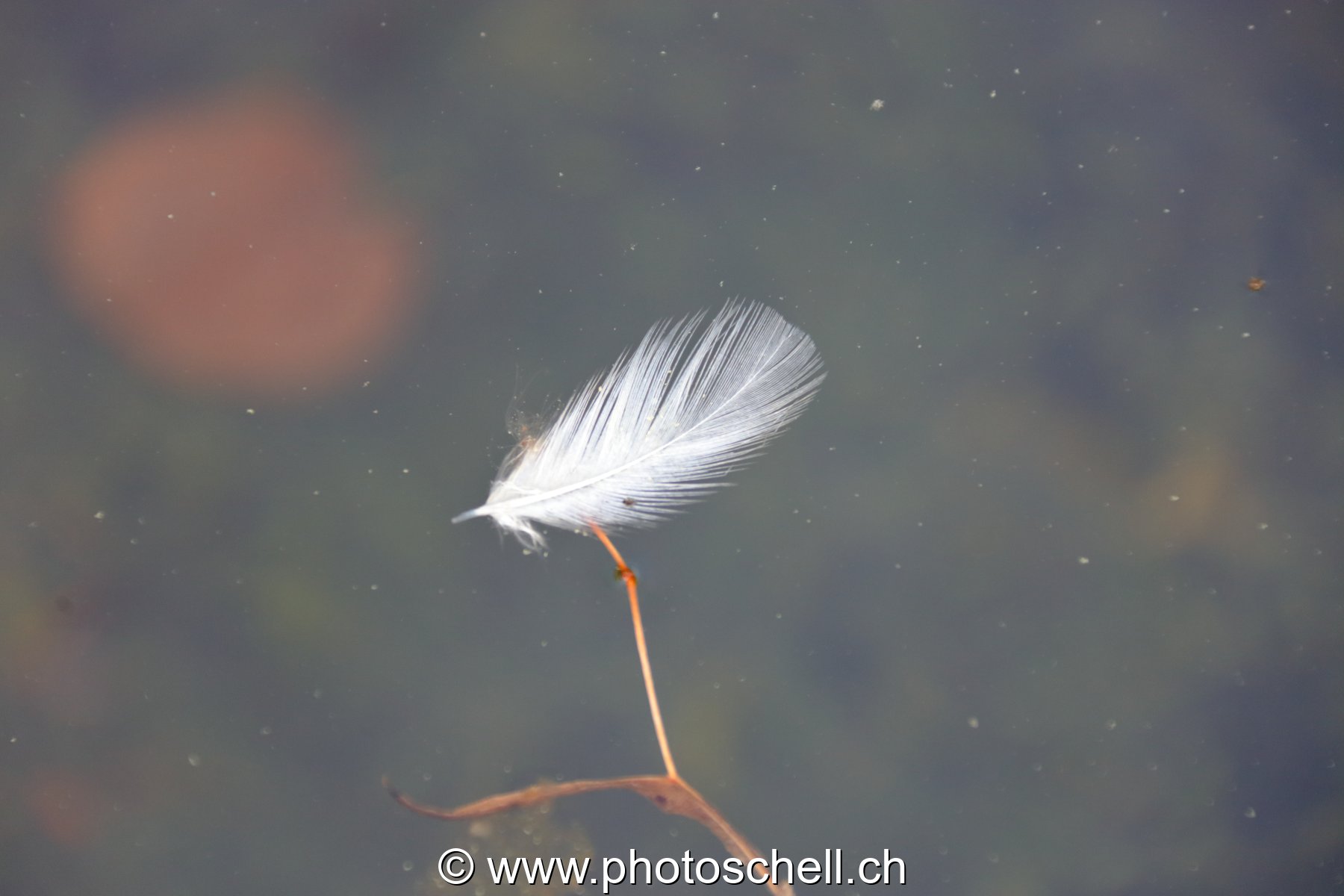 Plume flottant sur l'eau