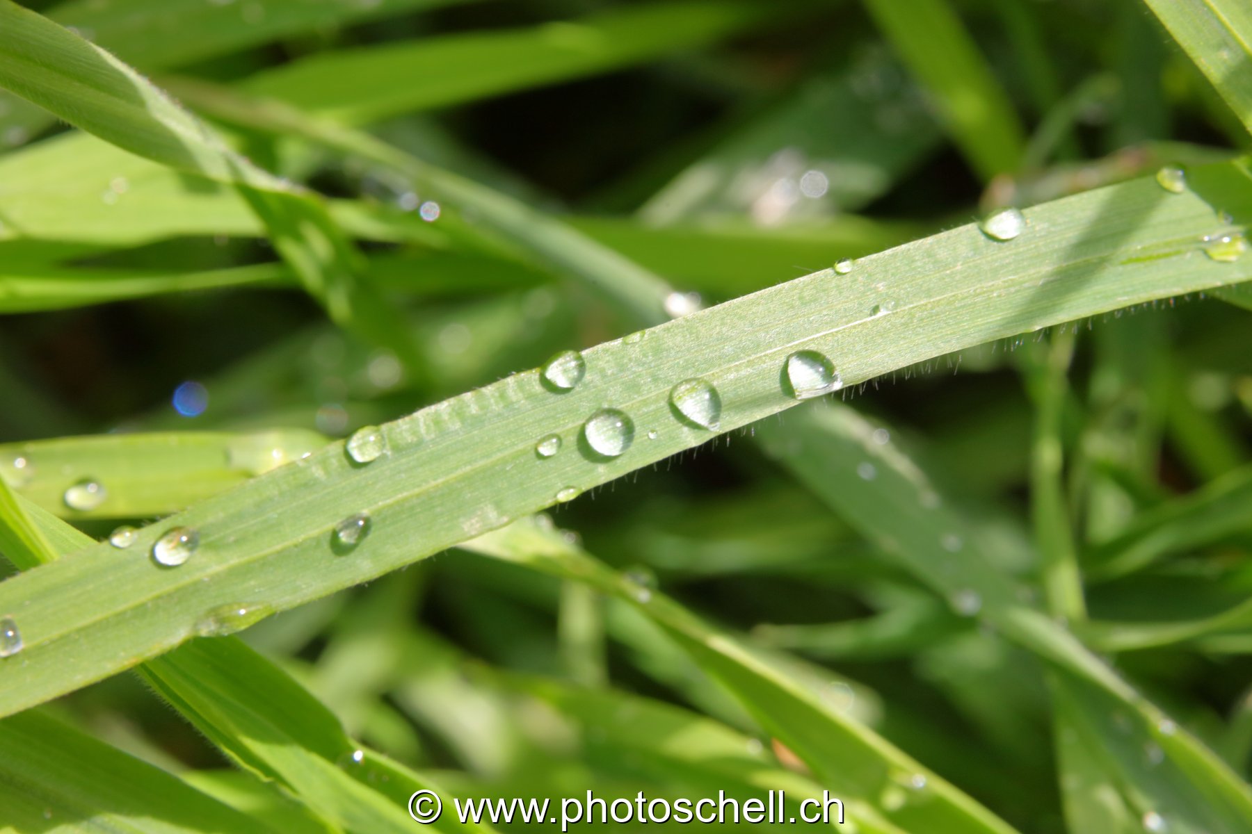 Brins d'herbe avec les gouttes d'eau de rosée