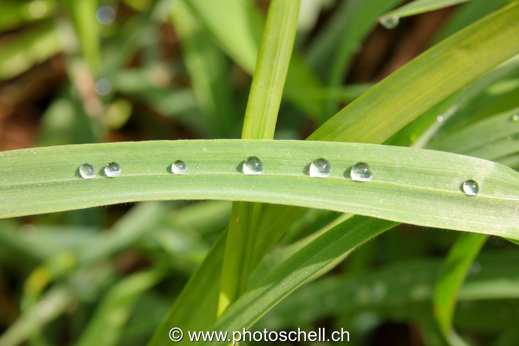 Brins d'herbe avec les gouttes d'eau de rosée