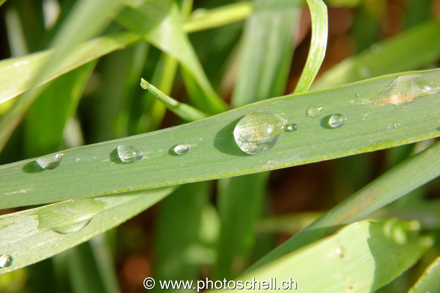 Brins d'herbe avec les gouttes d'eau de rosée