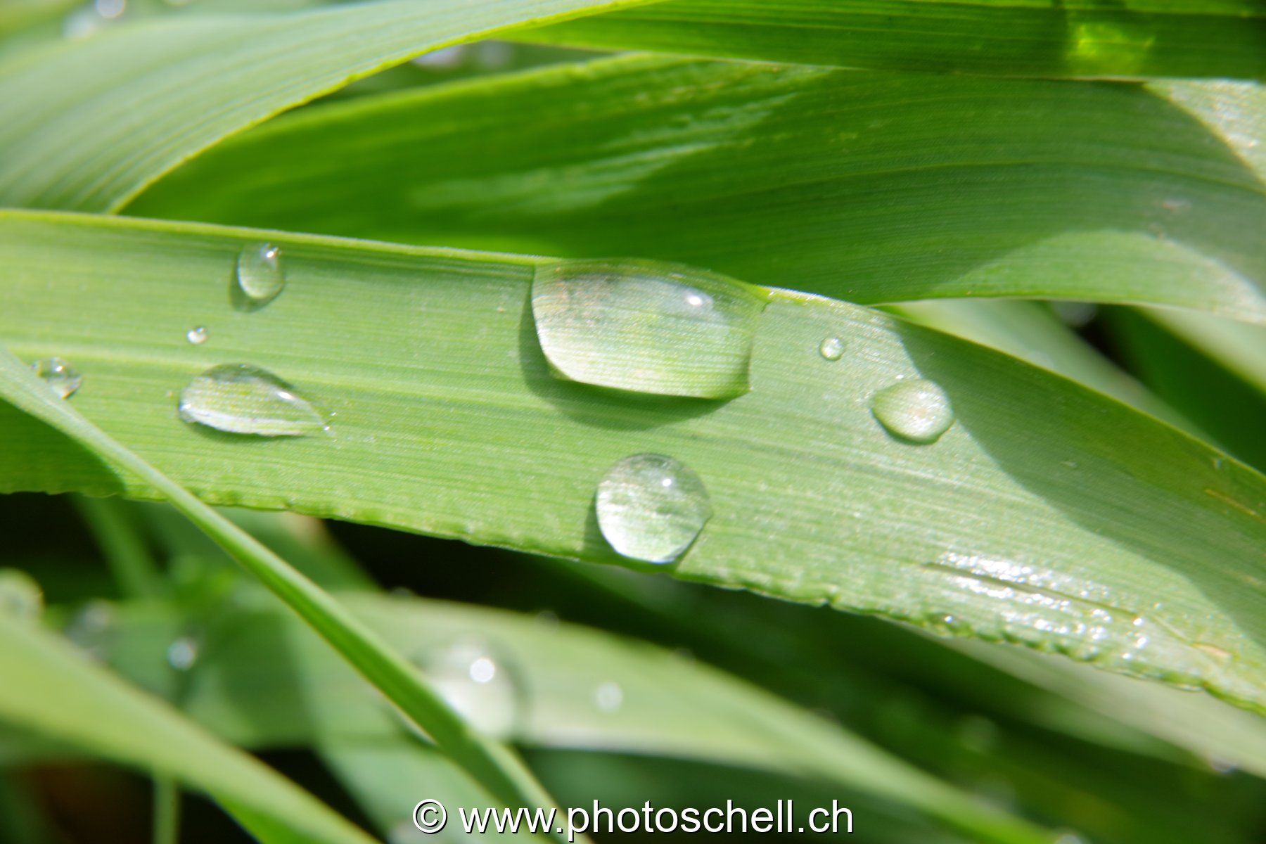 Brins d'herbe avec les gouttes d'eau de rosée