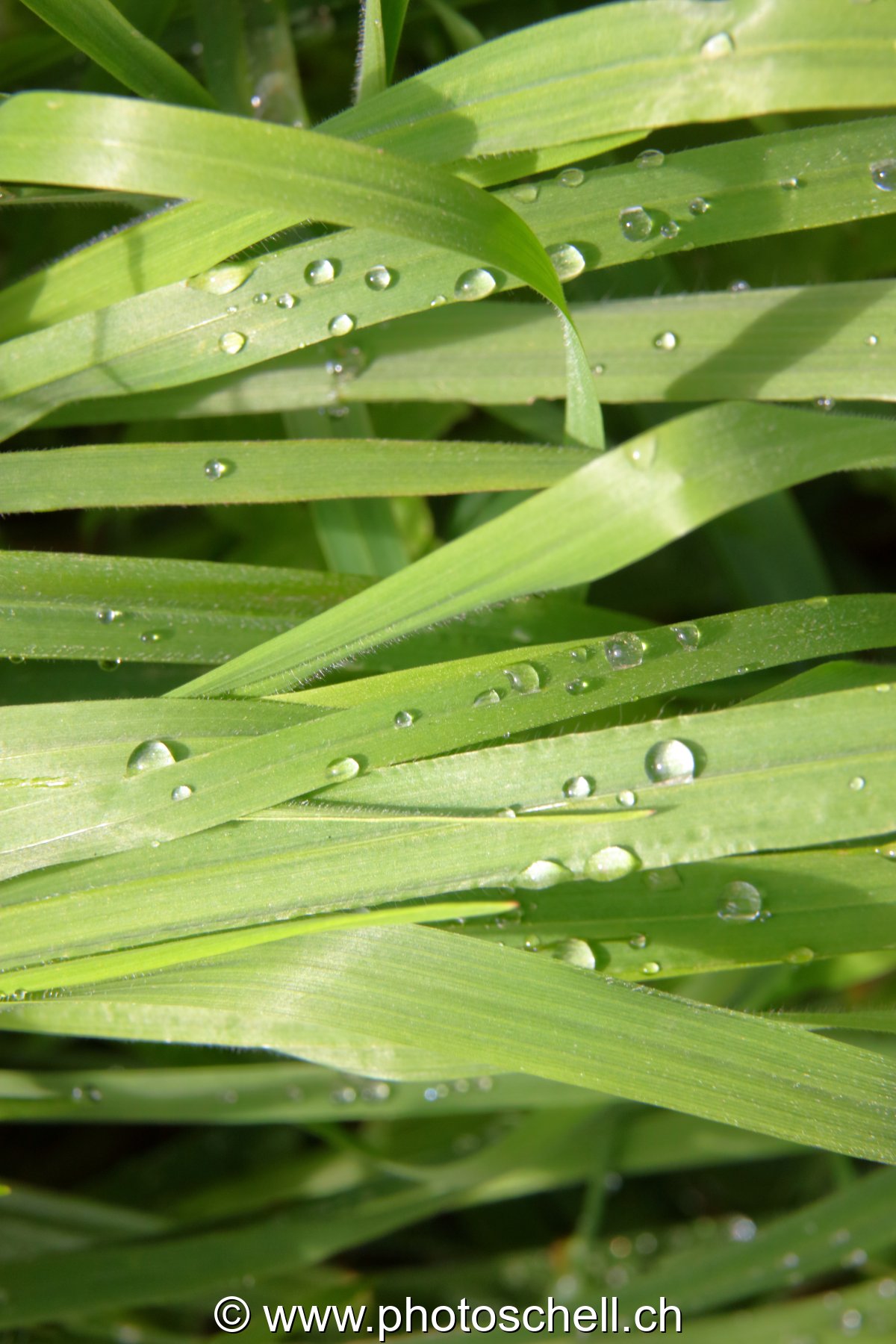 Brins d'herbe avec les gouttes d'eau de rosée
