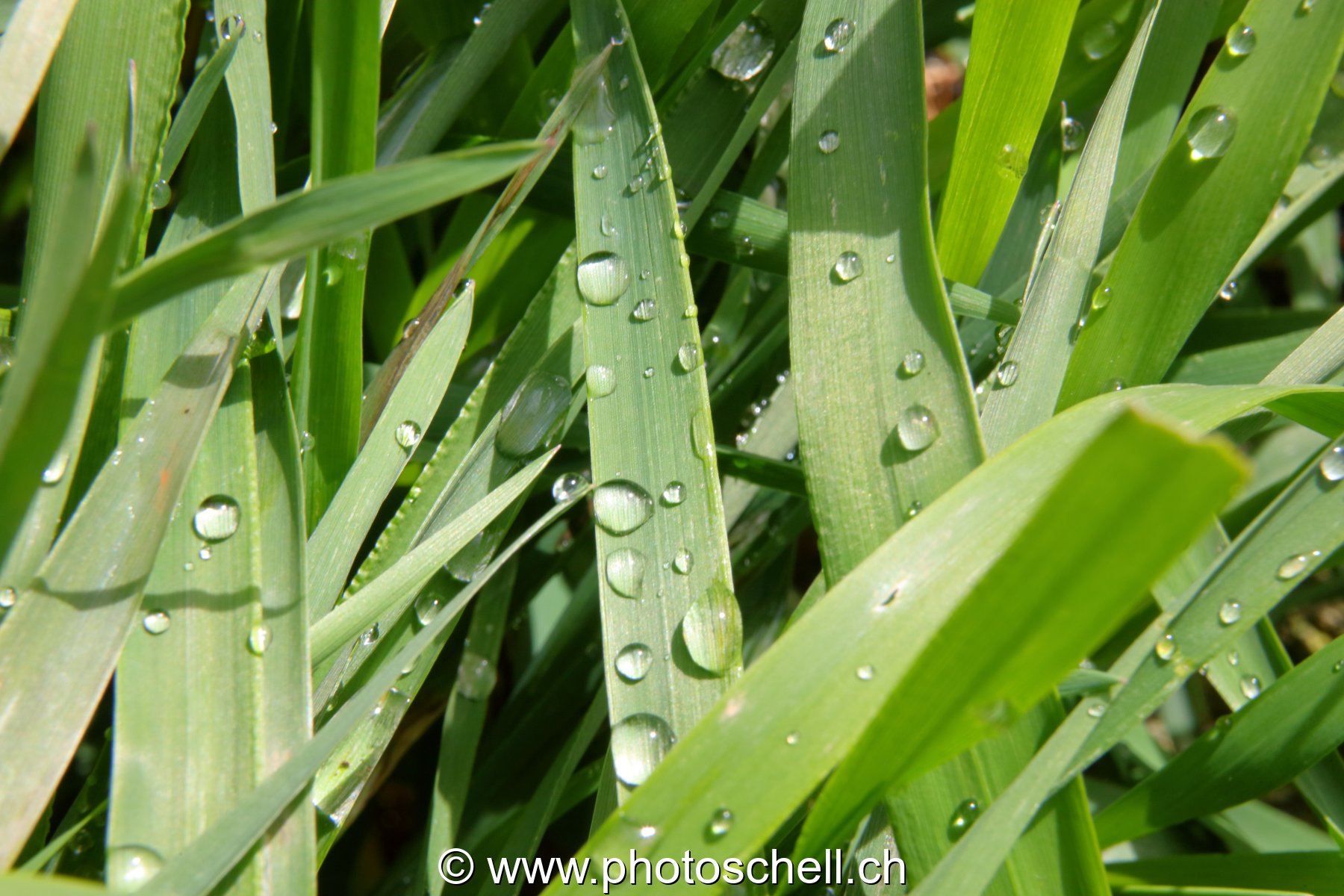 Brins d'herbe avec les gouttes d'eau de rosée