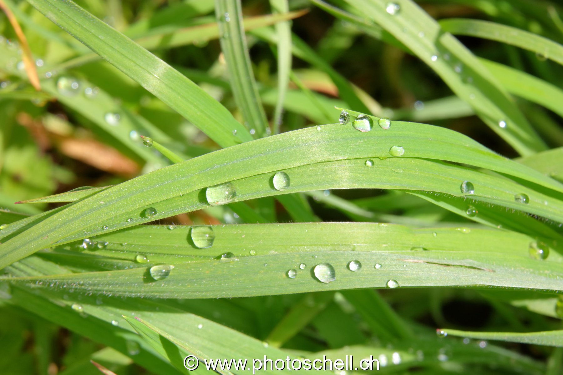 Brins d'herbe avec les gouttes d'eau de rosée