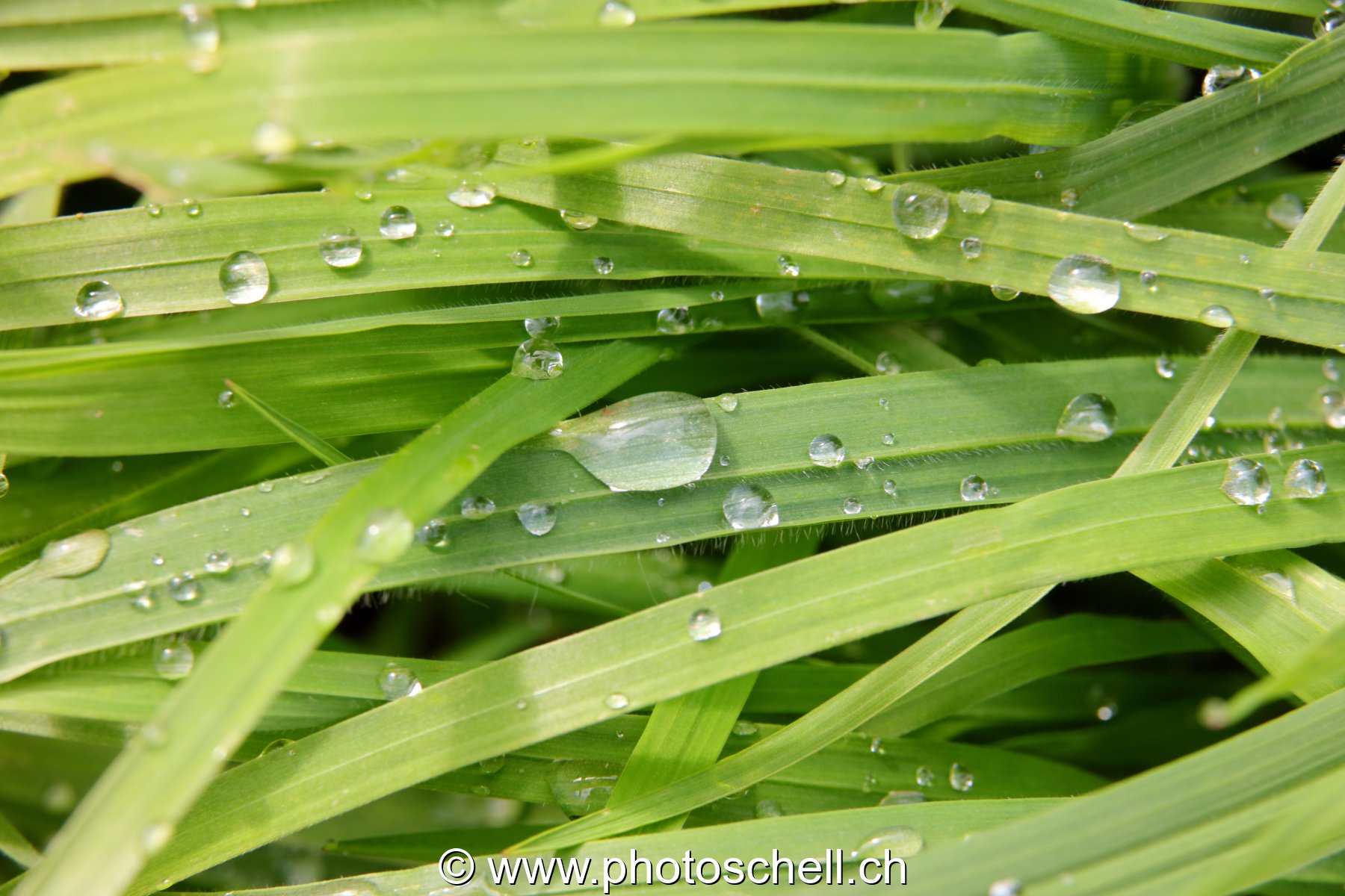 Brins d'herbe avec les gouttes d'eau de rosée