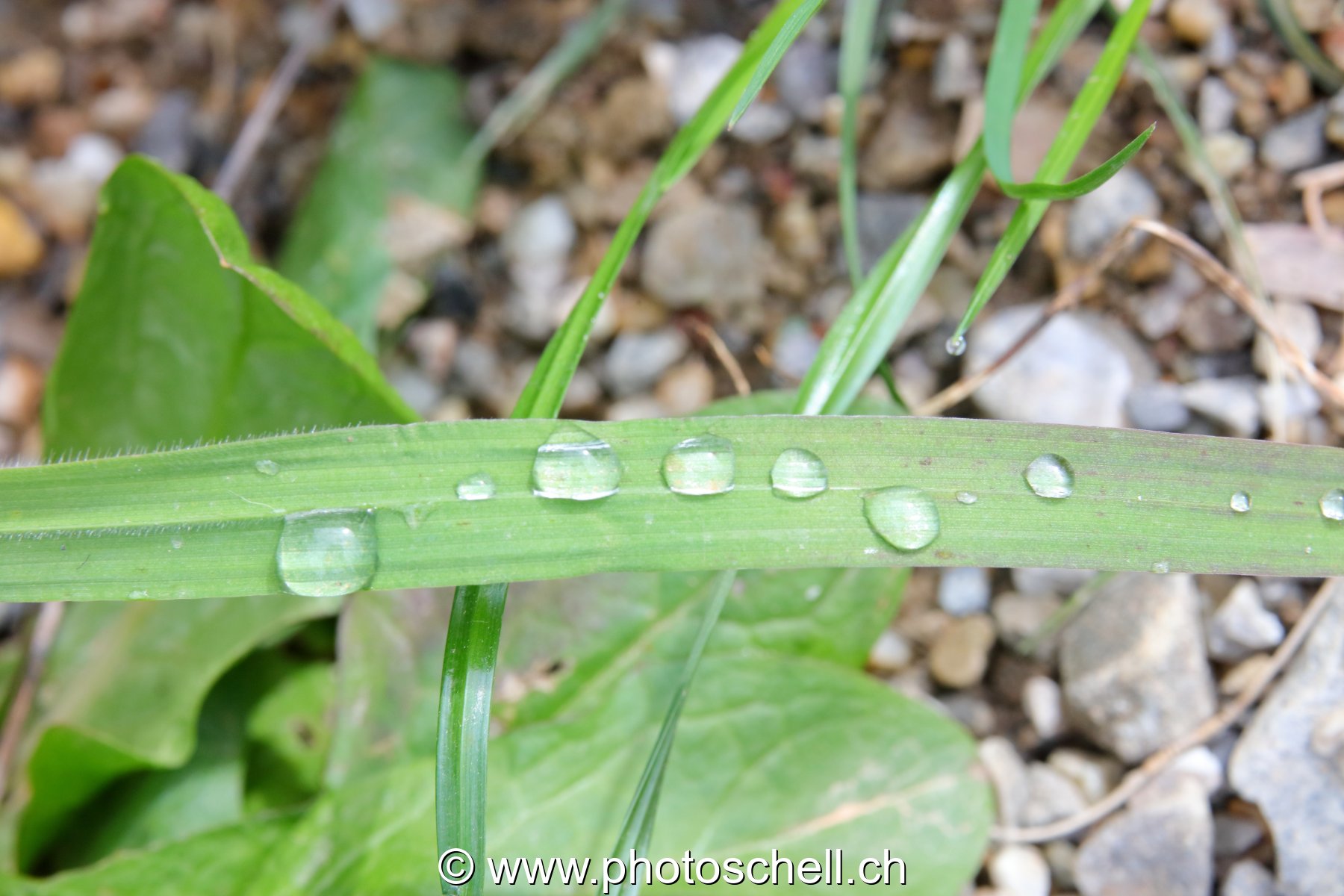 Brins d'herbe avec les gouttes d'eau de rosée
