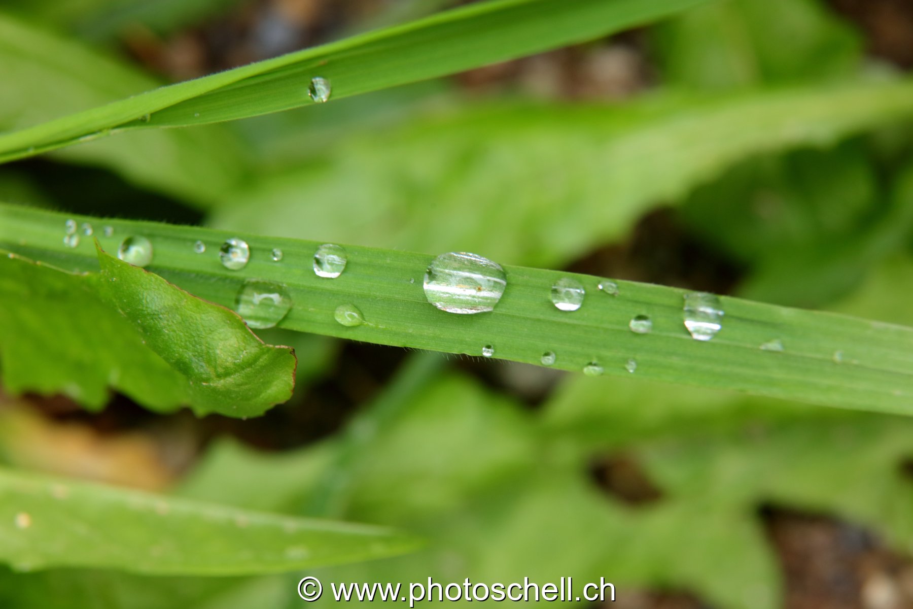Brins d'herbe avec les gouttes d'eau de rosée