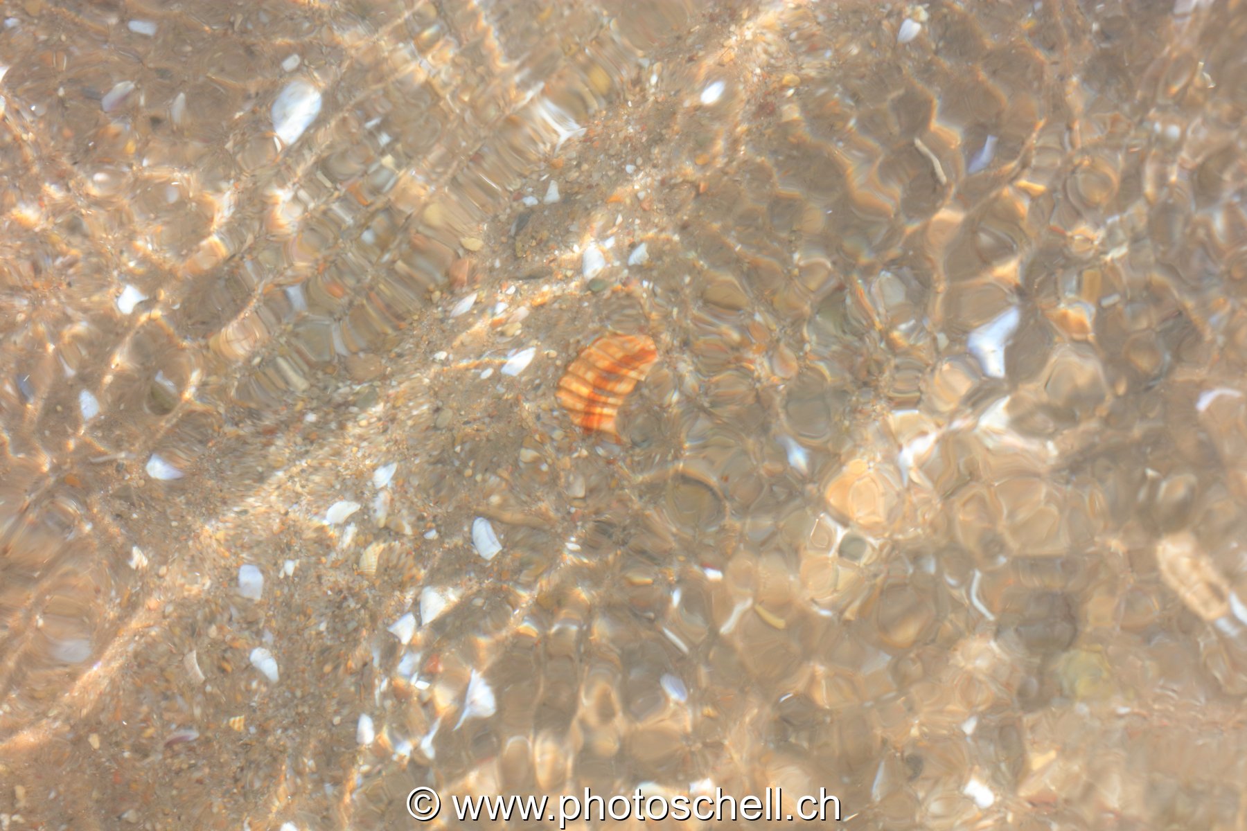 Bout de coquillage au fond de l'eau