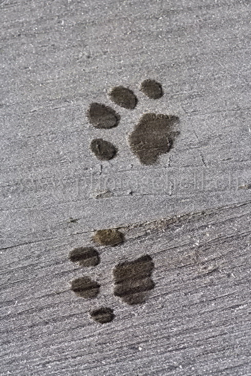 Traces de pattes sur le bois givré