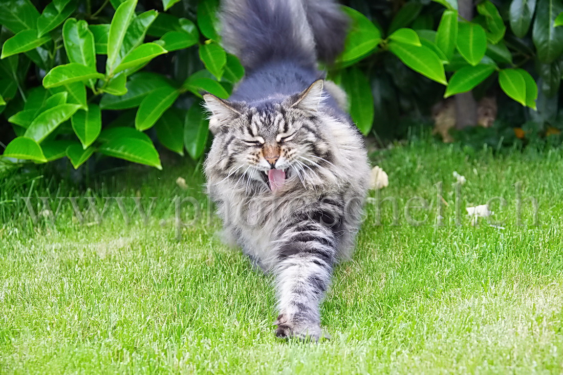 Le baillement du chat