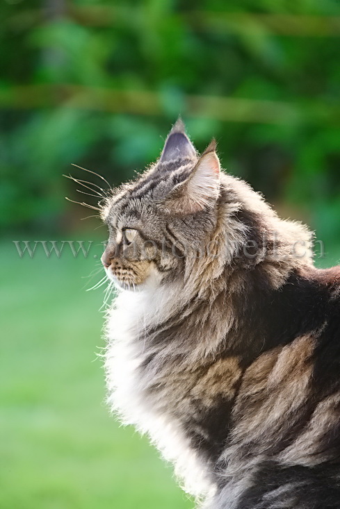 Lumière du soleil couchant sur les poils du chat